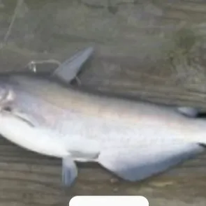 Blue catfish caught on Fishbrain