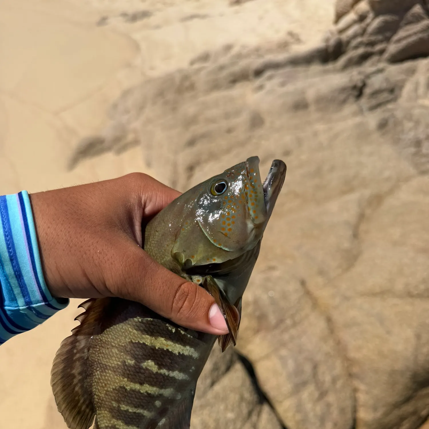 The most recent Leopard coralgrouper catches on Fishbrain