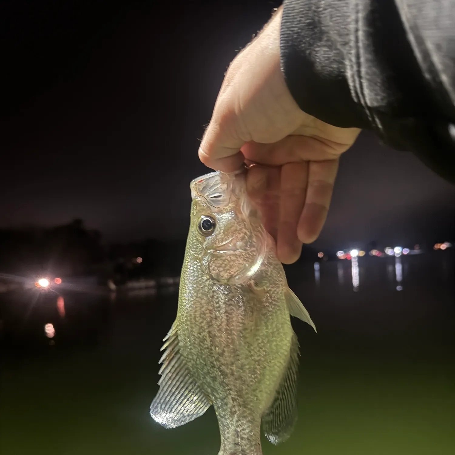 Black crappie caught on Fishbrain