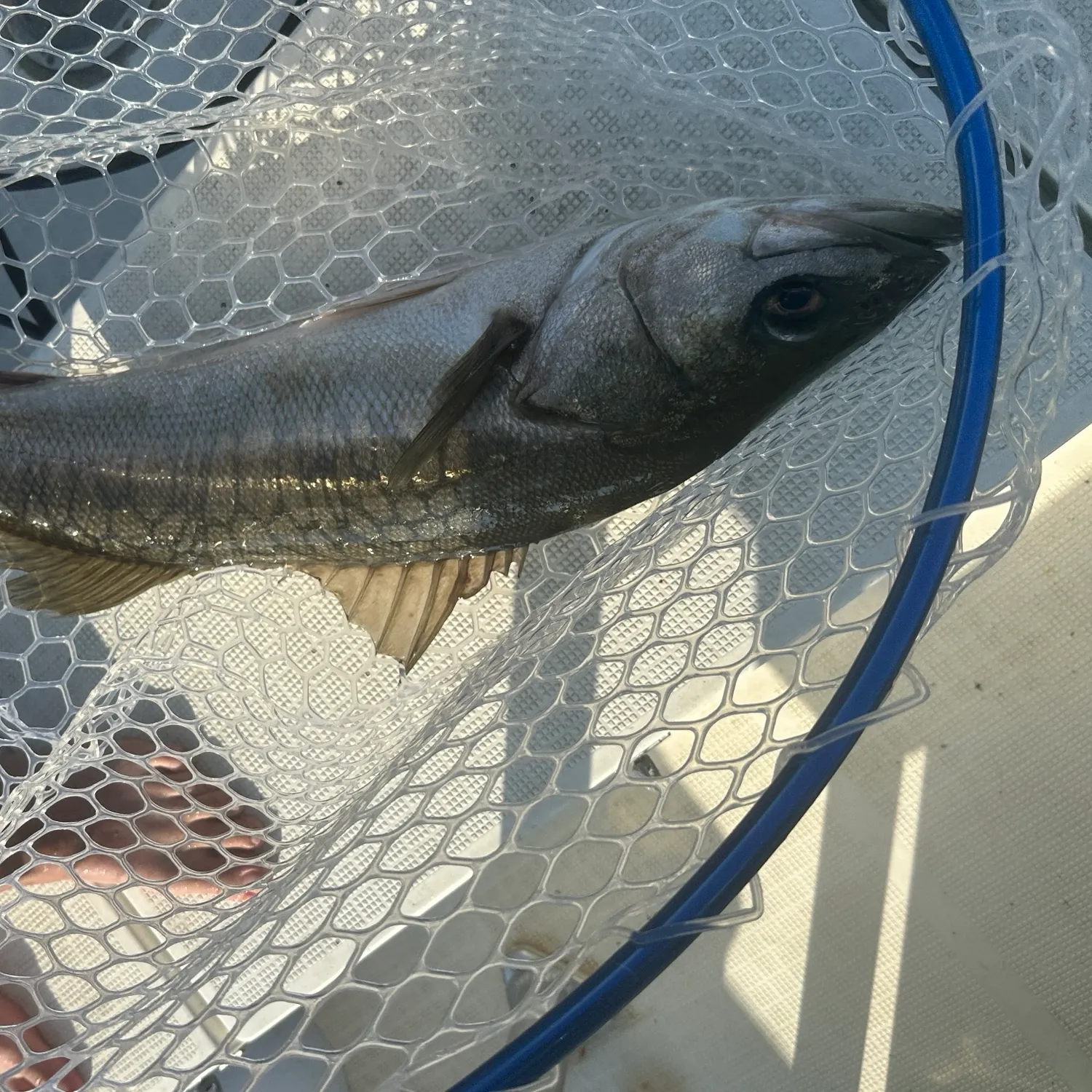 The most recent Japanese seabass catches on Fishbrain
