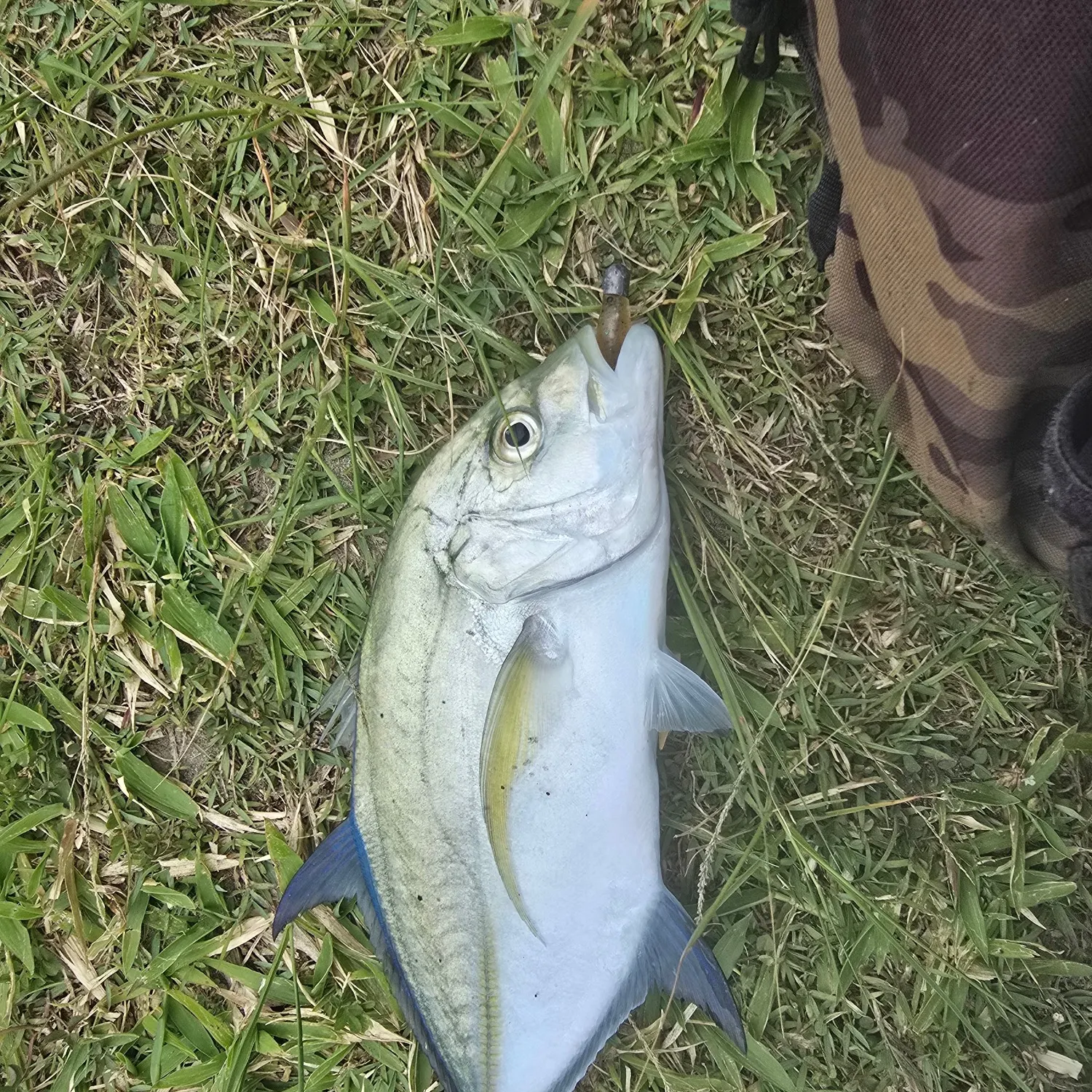 Bluefin trevally caught on Fishbrain