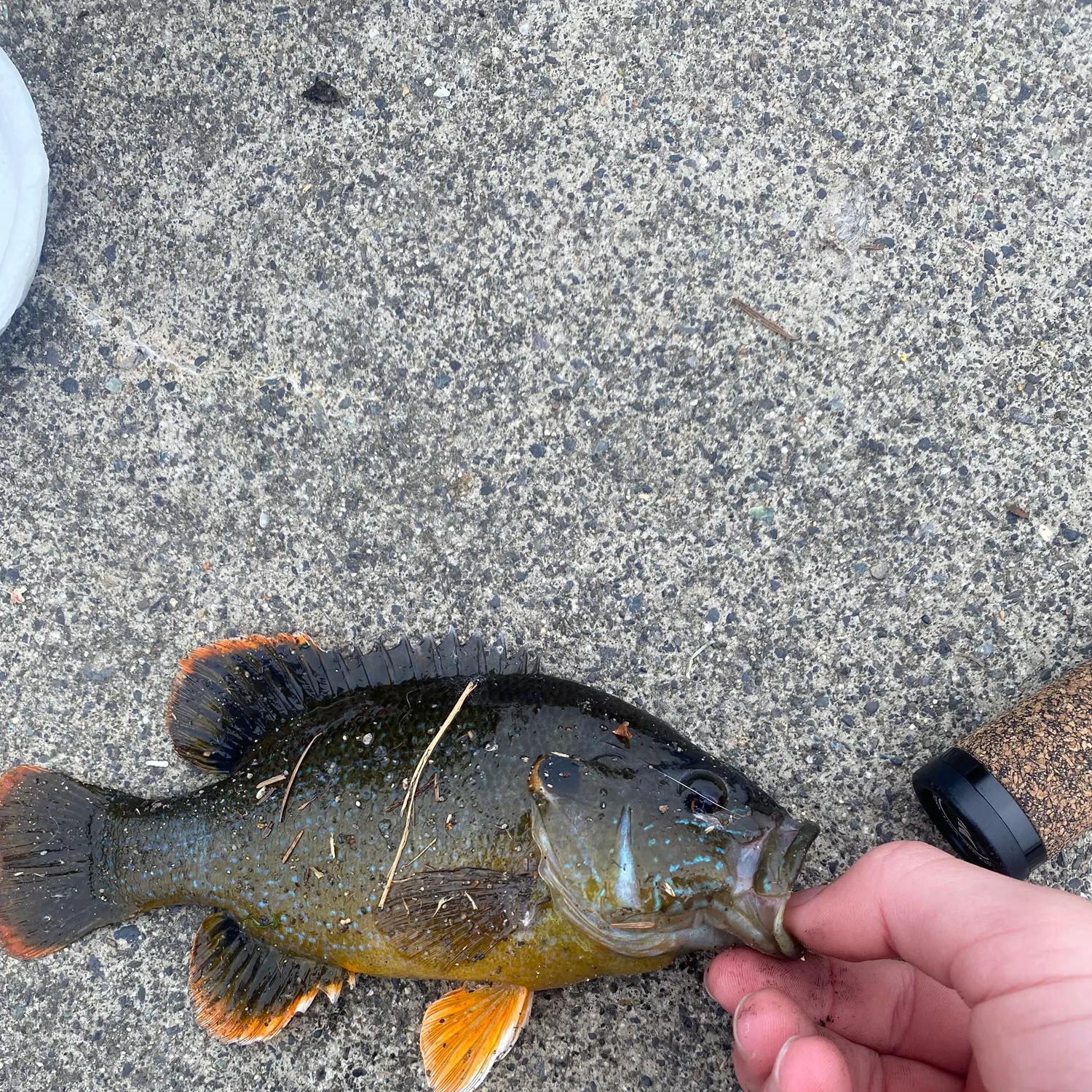 catch