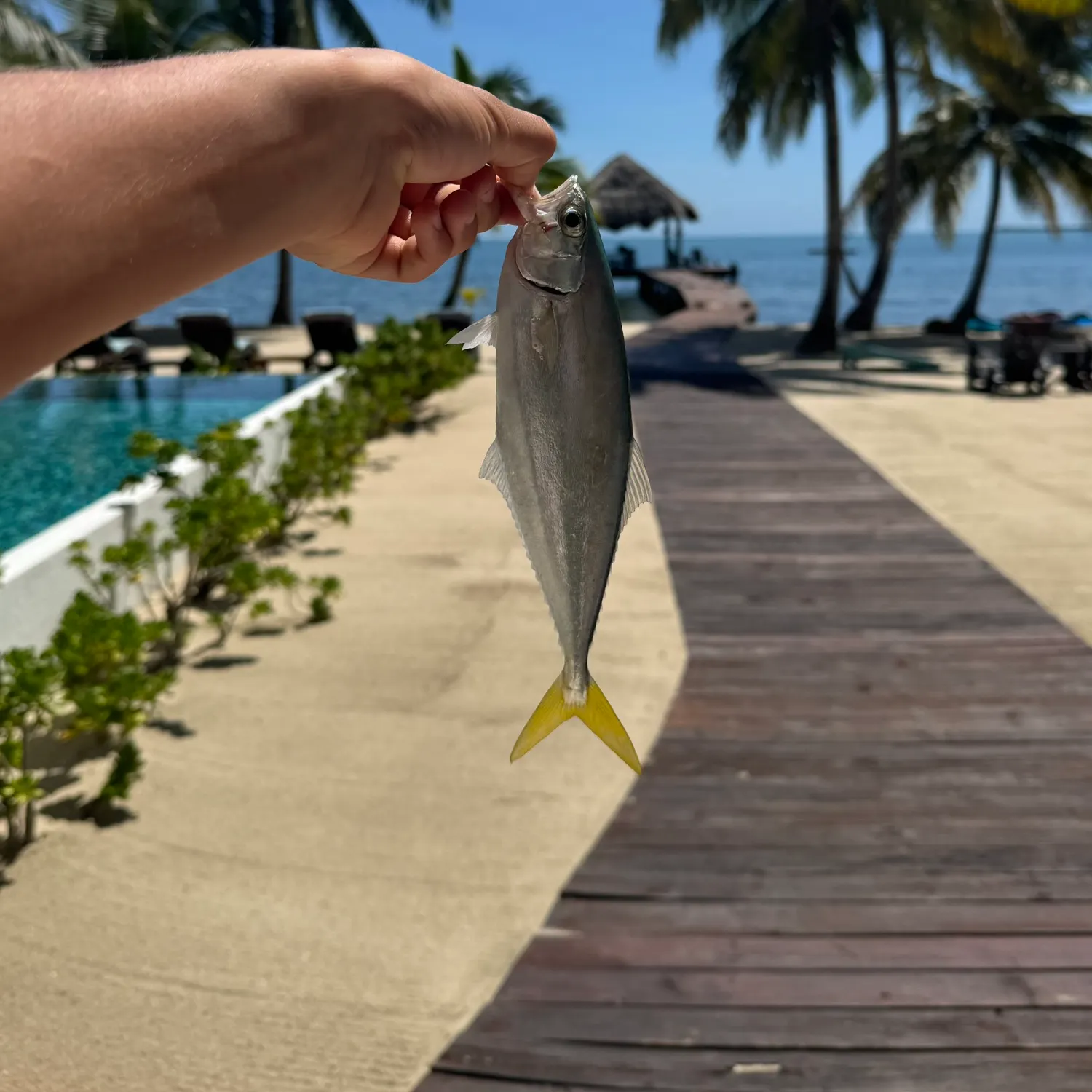 Leatherjack caught on Fishbrain