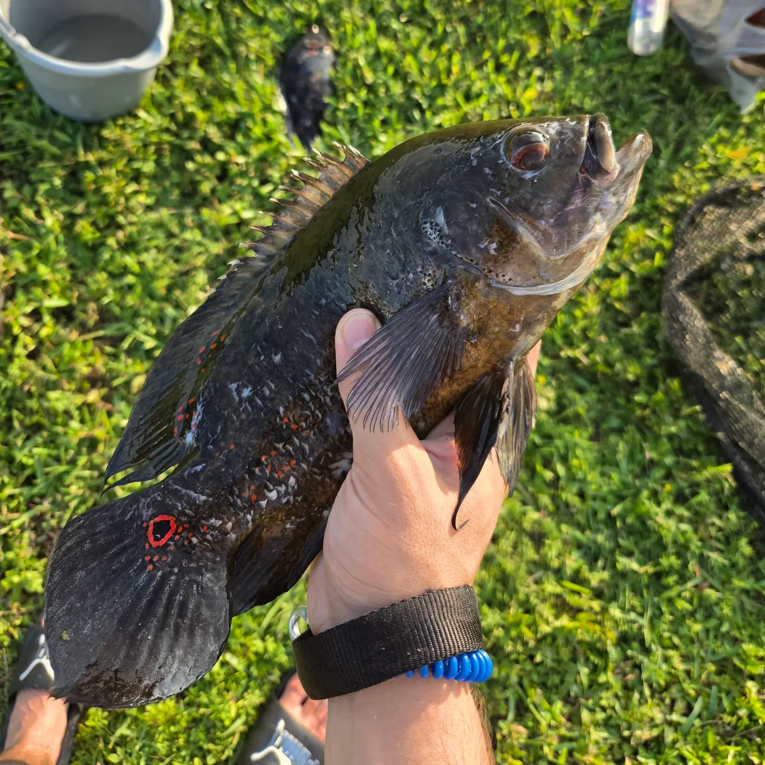 The most recent Oscar catches on Fishbrain