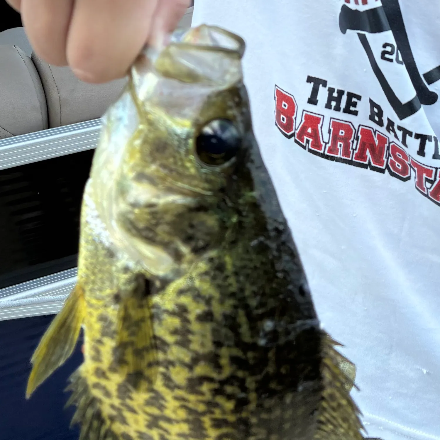 Black crappie caught on Fishbrain