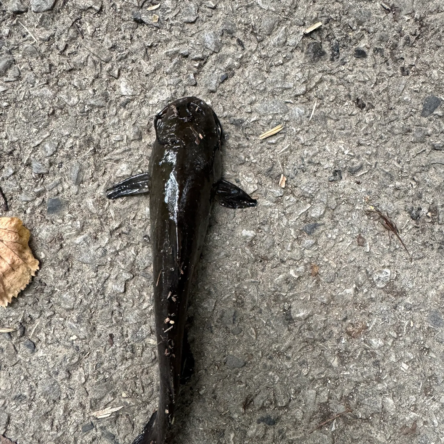 Channel catfish caught on Fishbrain