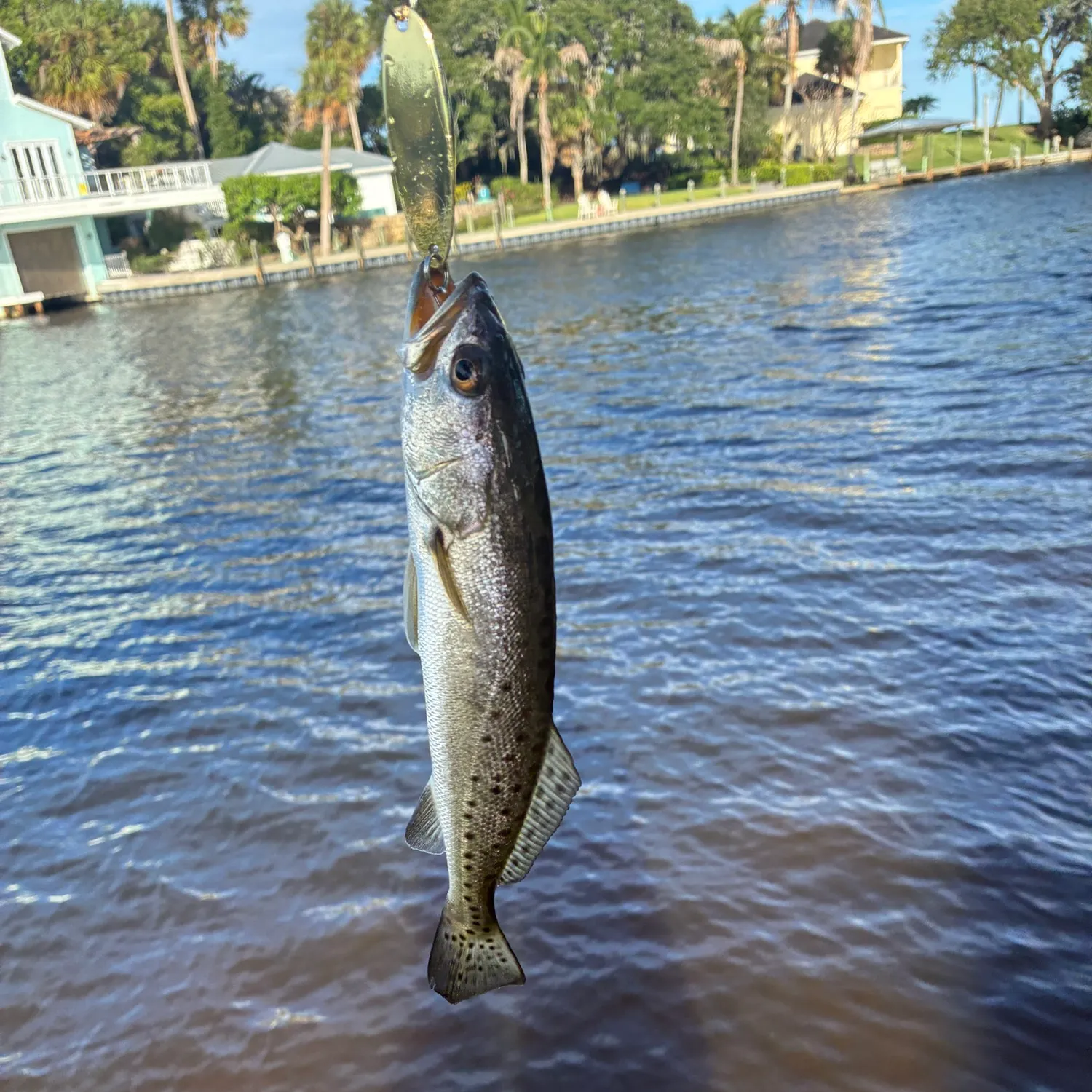 Spotted seatrout caught on Fishbrain