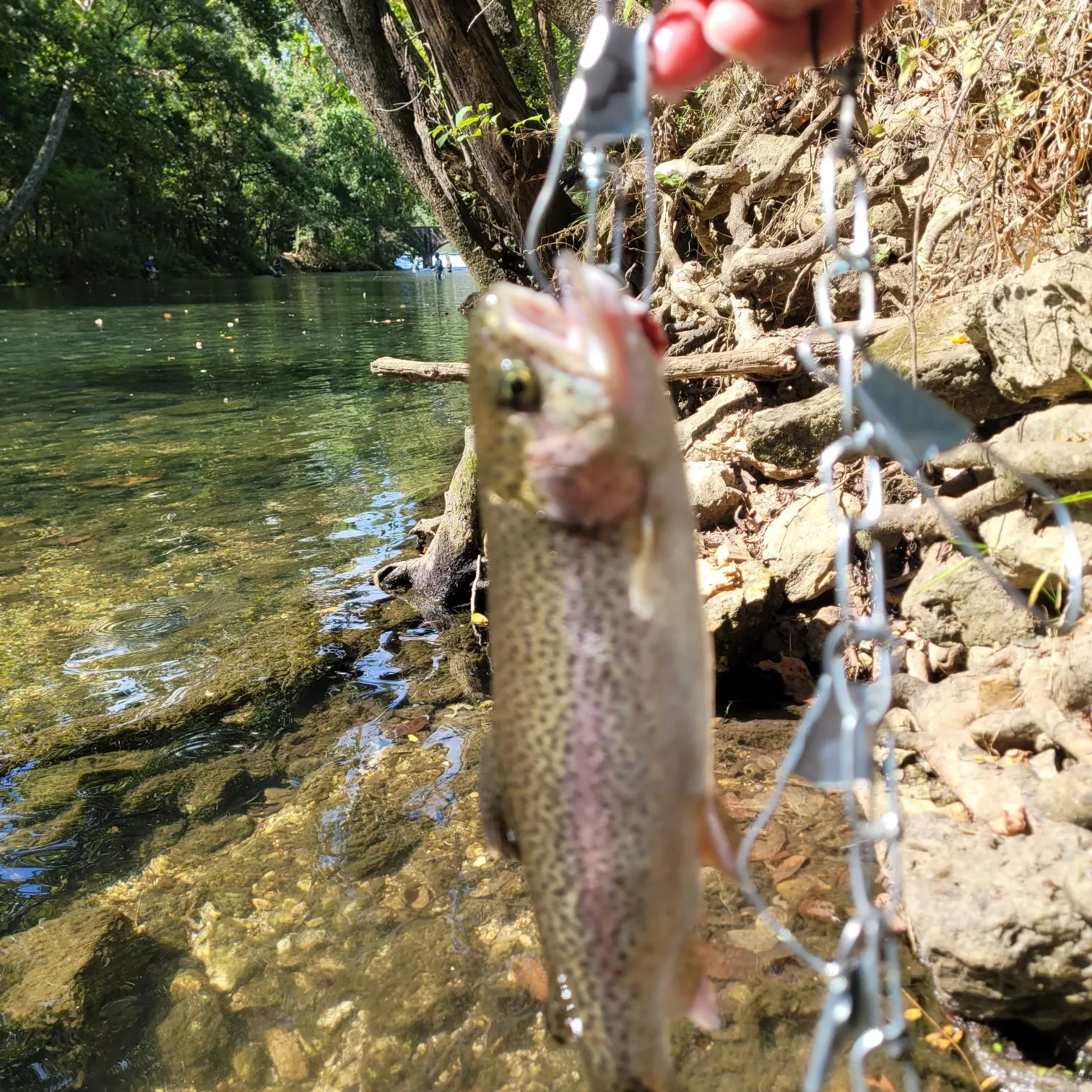 Rainbow trout caught on Fishbrain