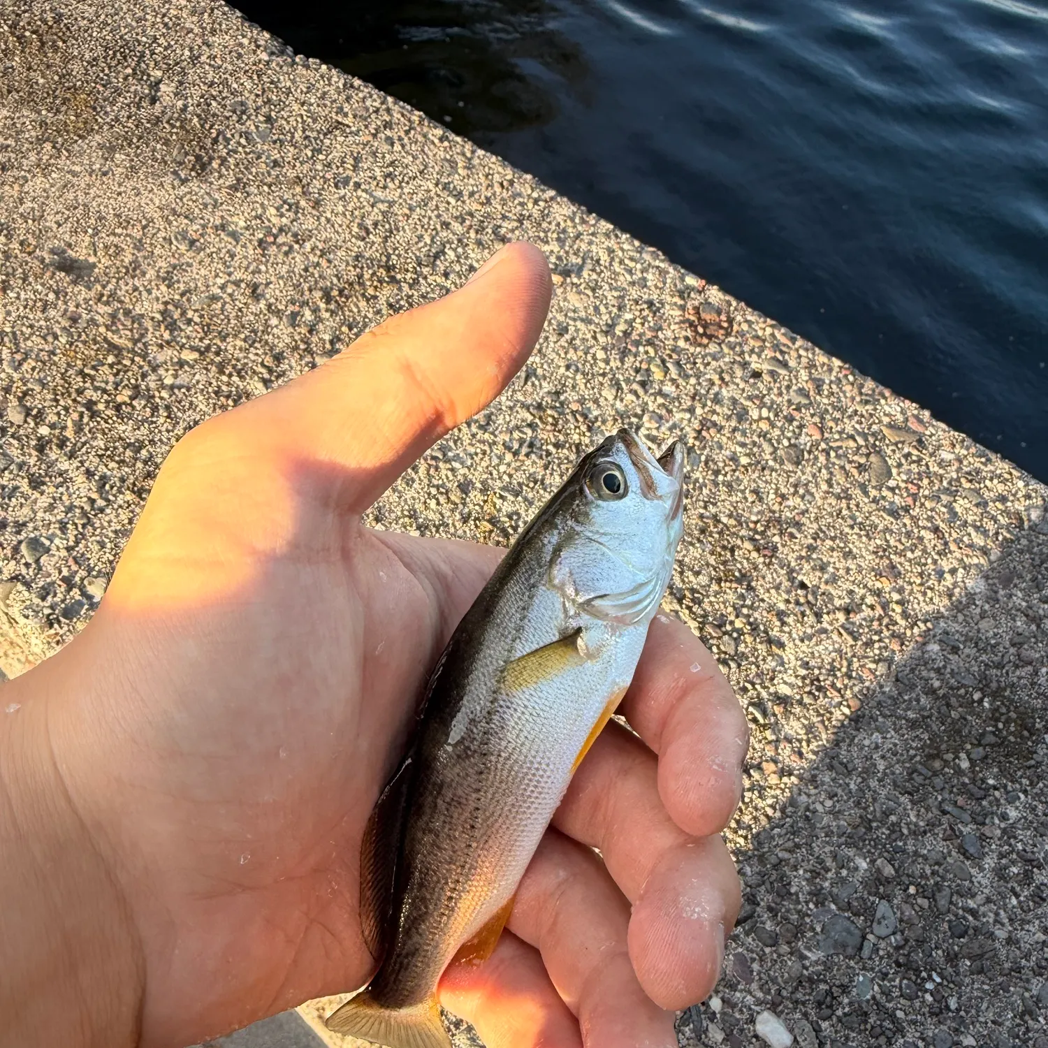 Gray weakfish caught on Fishbrain