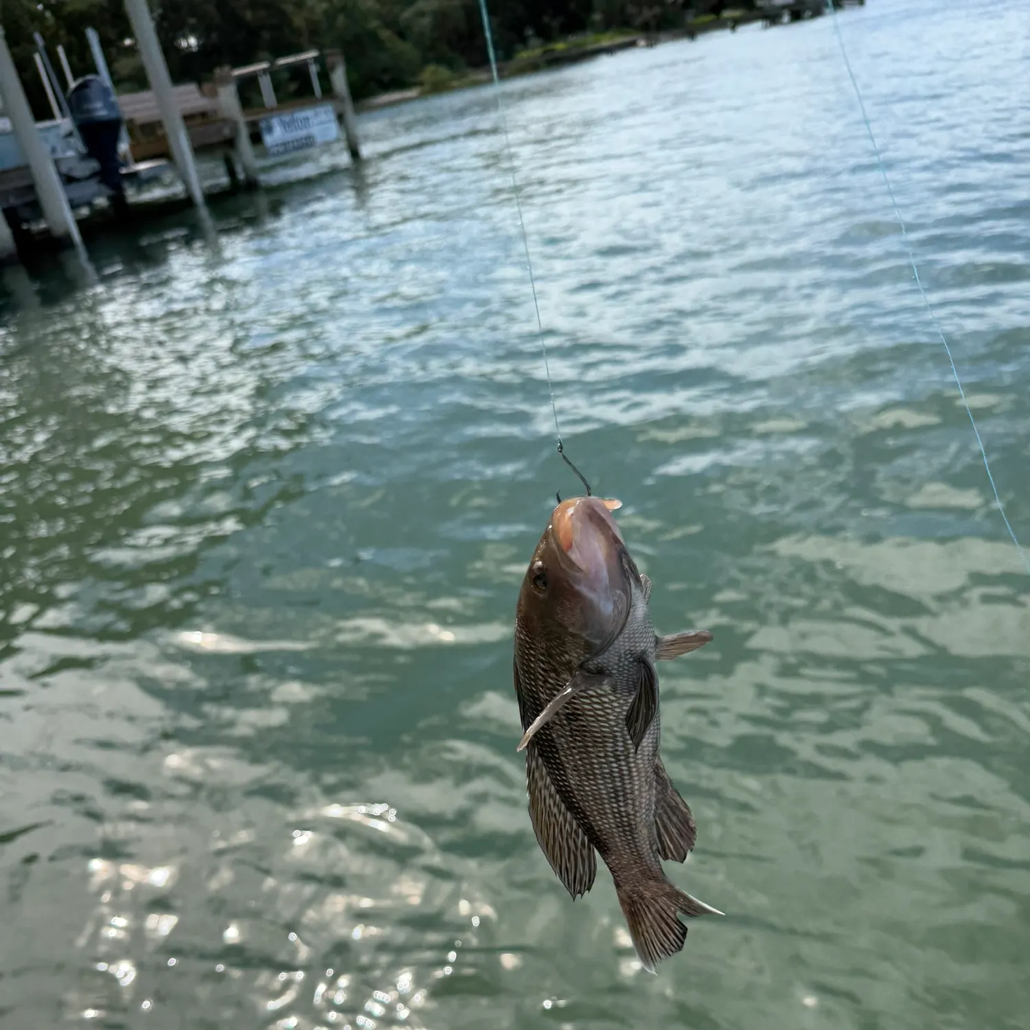 Black sea bass caught on Fishbrain