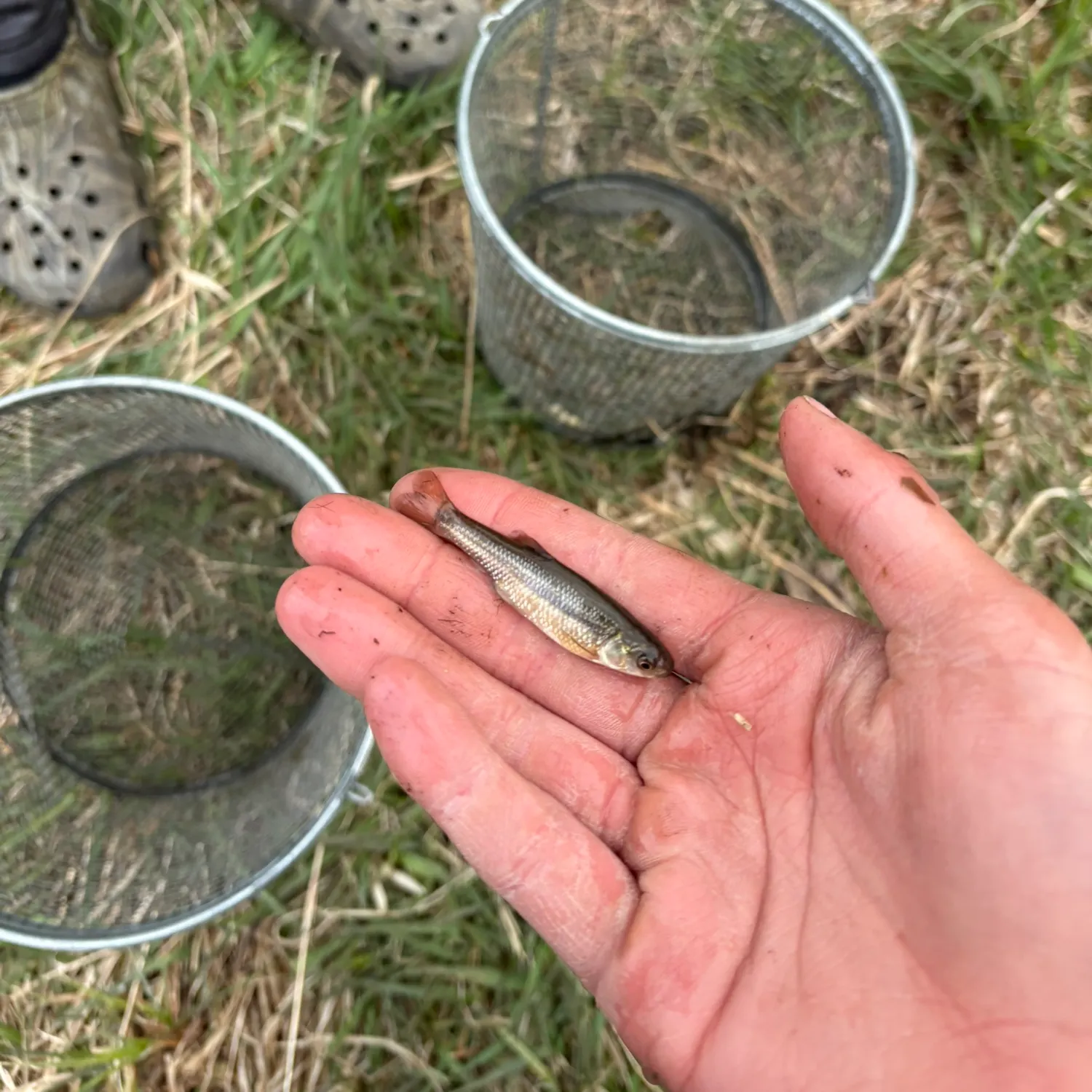 The most recent Emerald shiner catches on Fishbrain