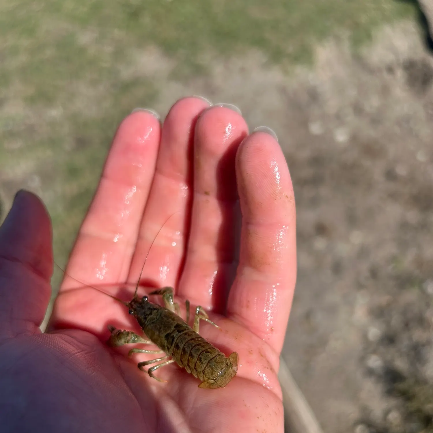 The most recent Rusty crayfish catches on Fishbrain