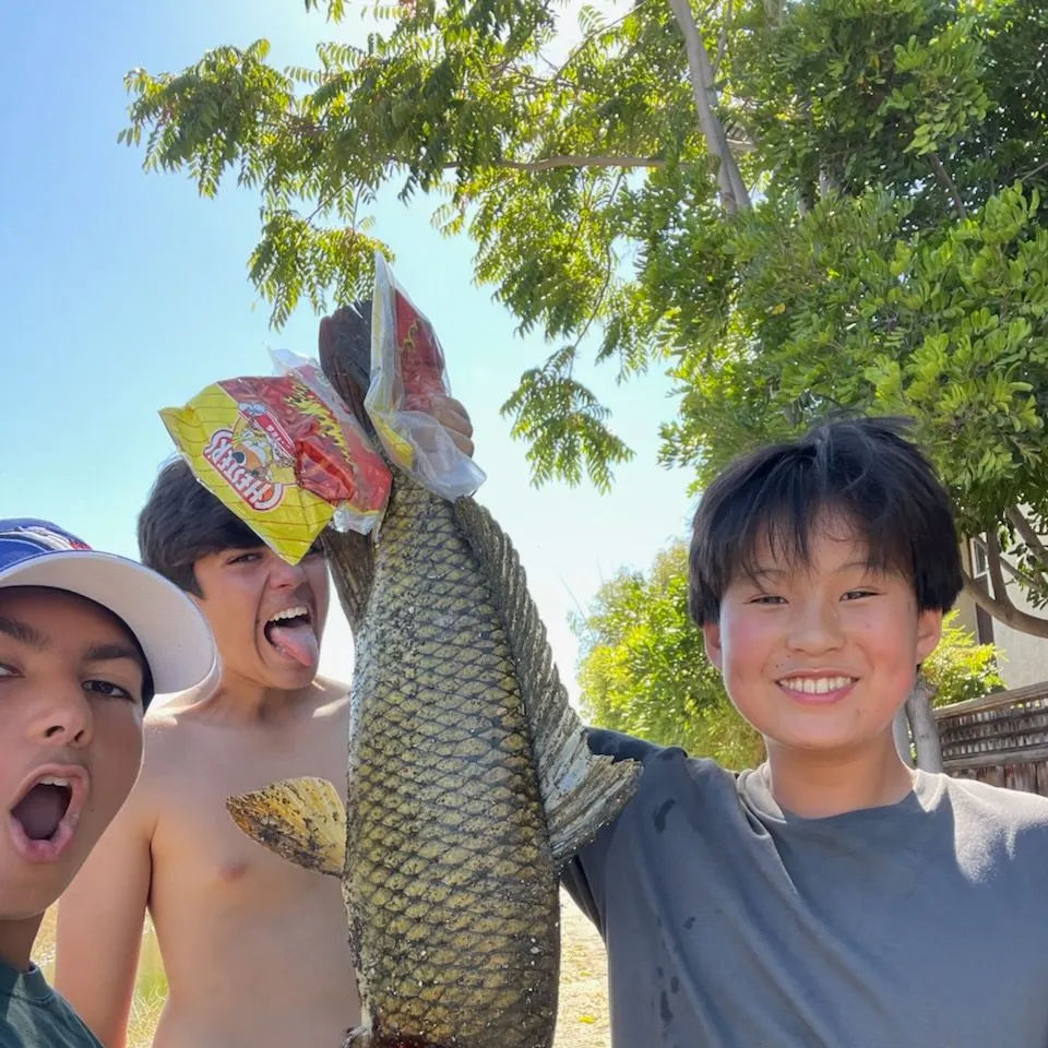 Common carp caught on Fishbrain