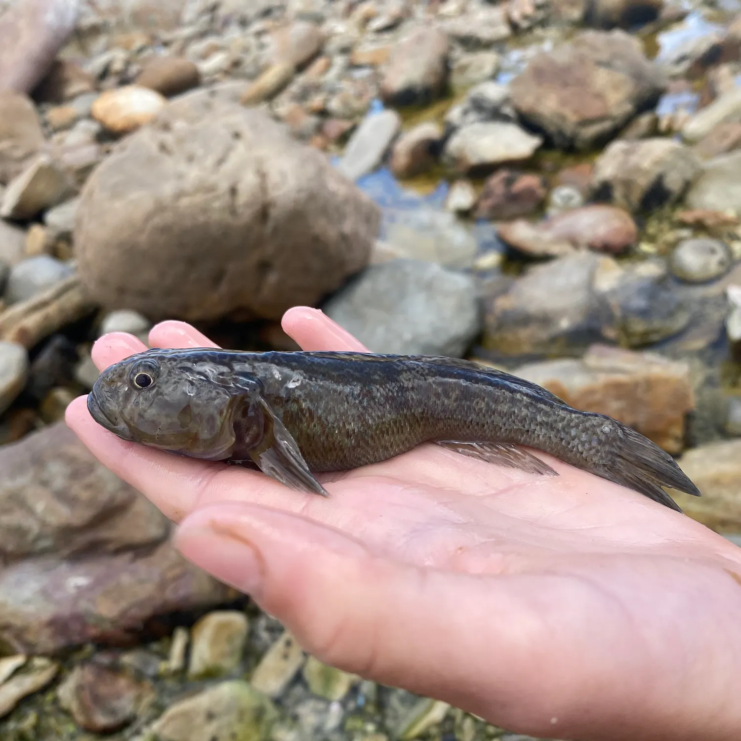 The most recent Rock goby catches on Fishbrain