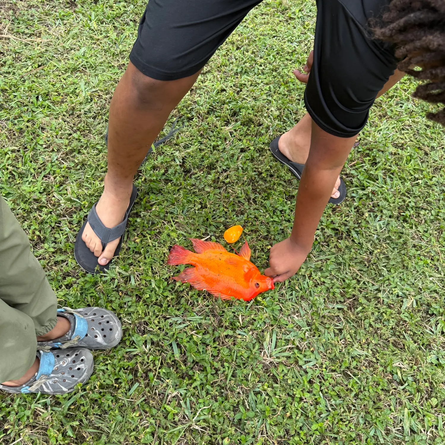 The most recent Midas cichlid catches on Fishbrain