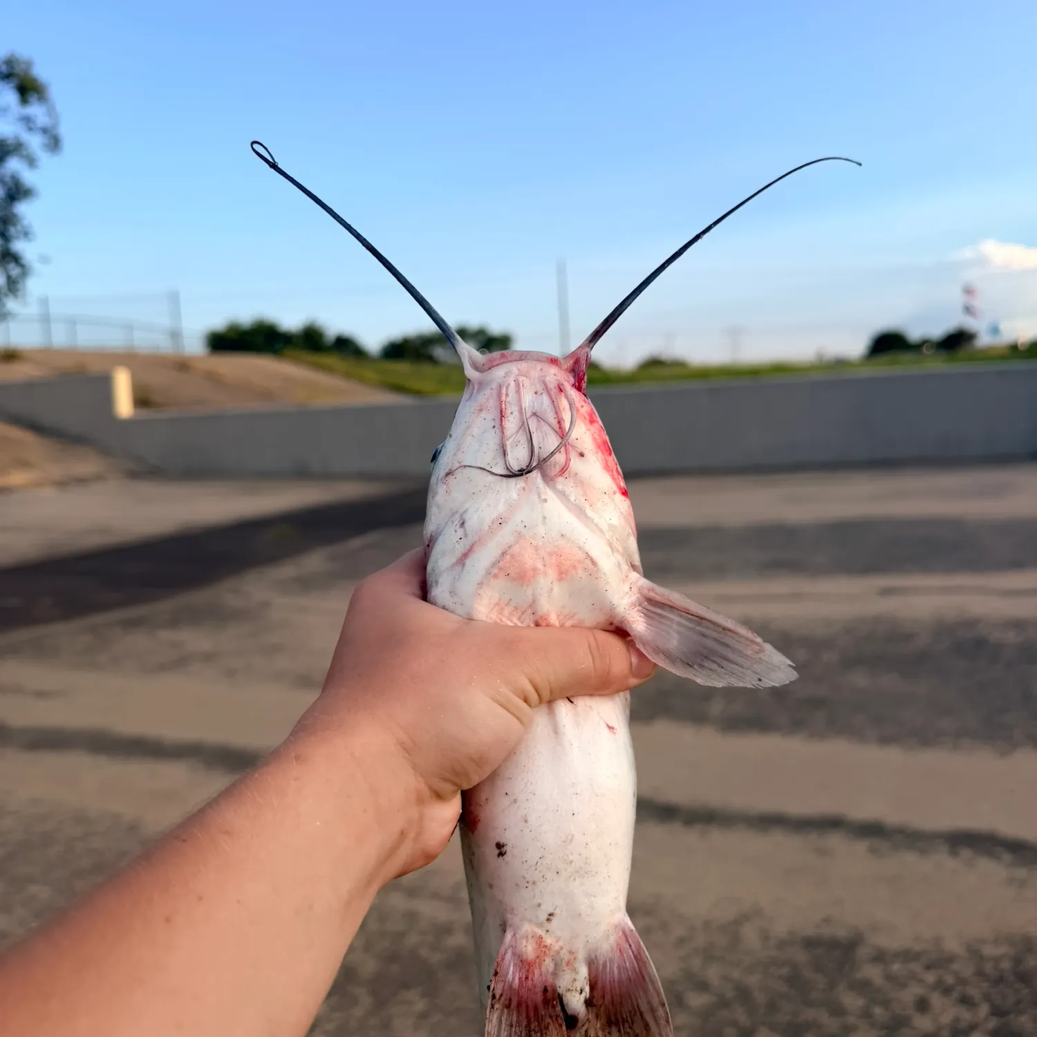 Fish caught on Fishbrain