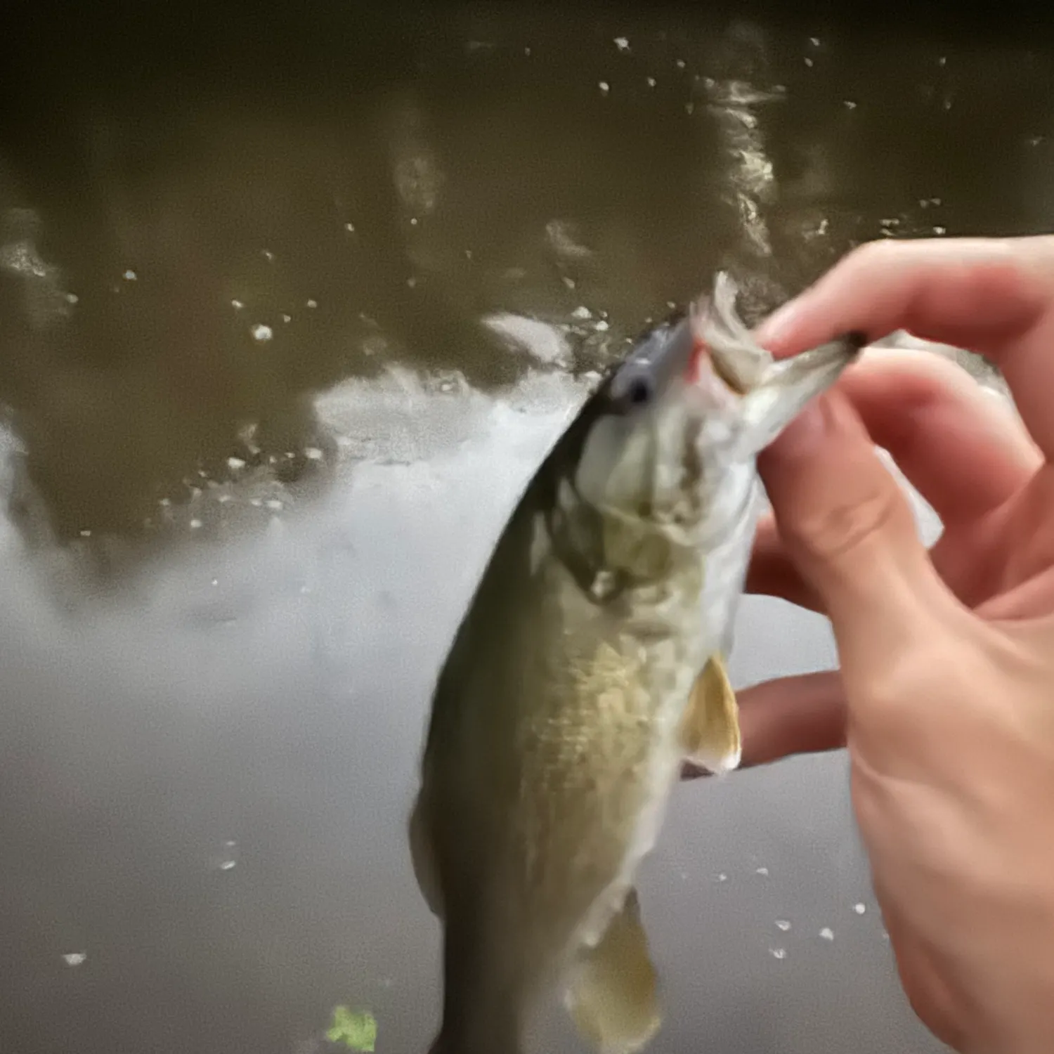 Smallmouth bass caught on Fishbrain