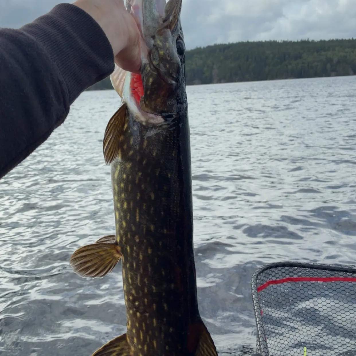 Northern pike caught on Fishbrain