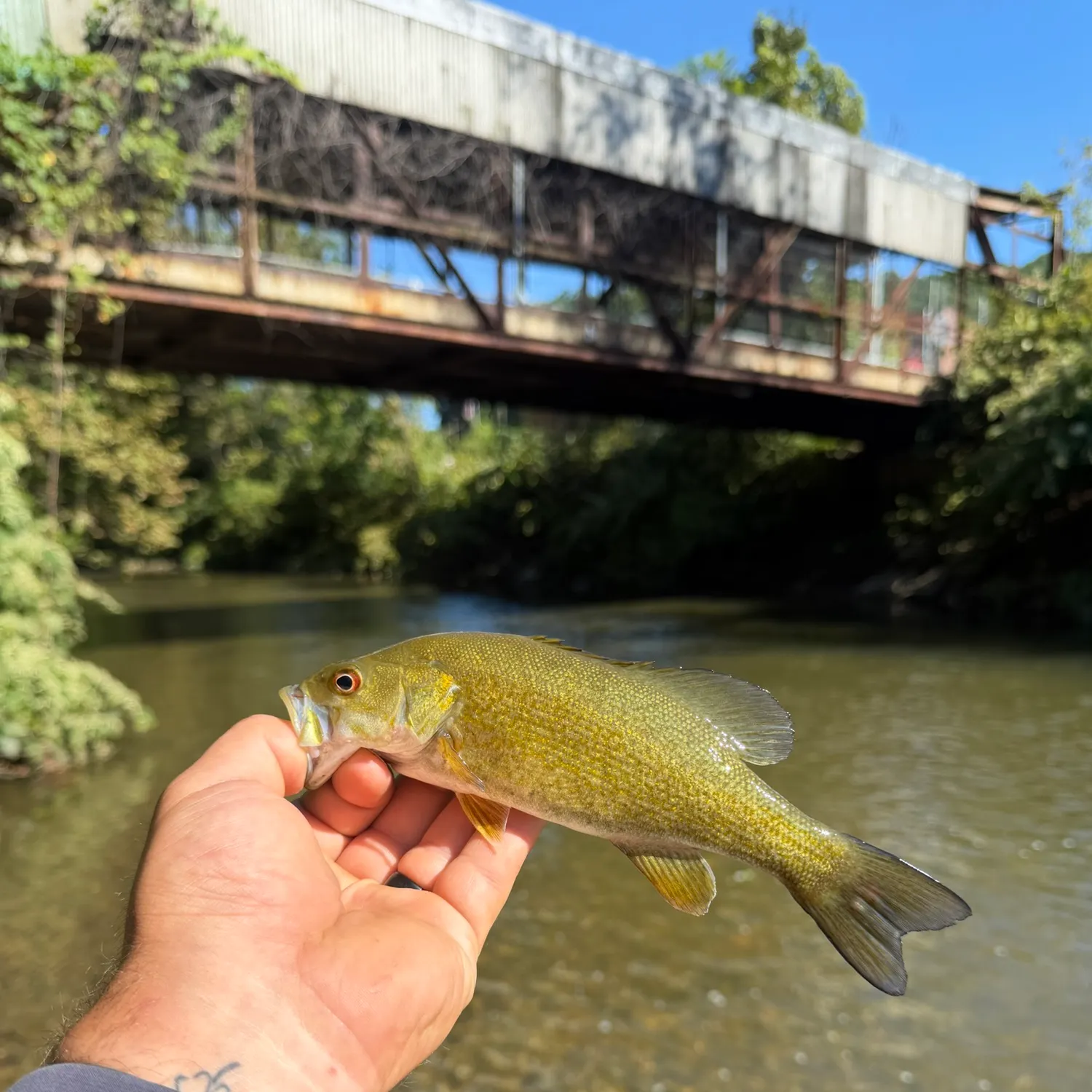 Smallmouth bass caught on Fishbrain