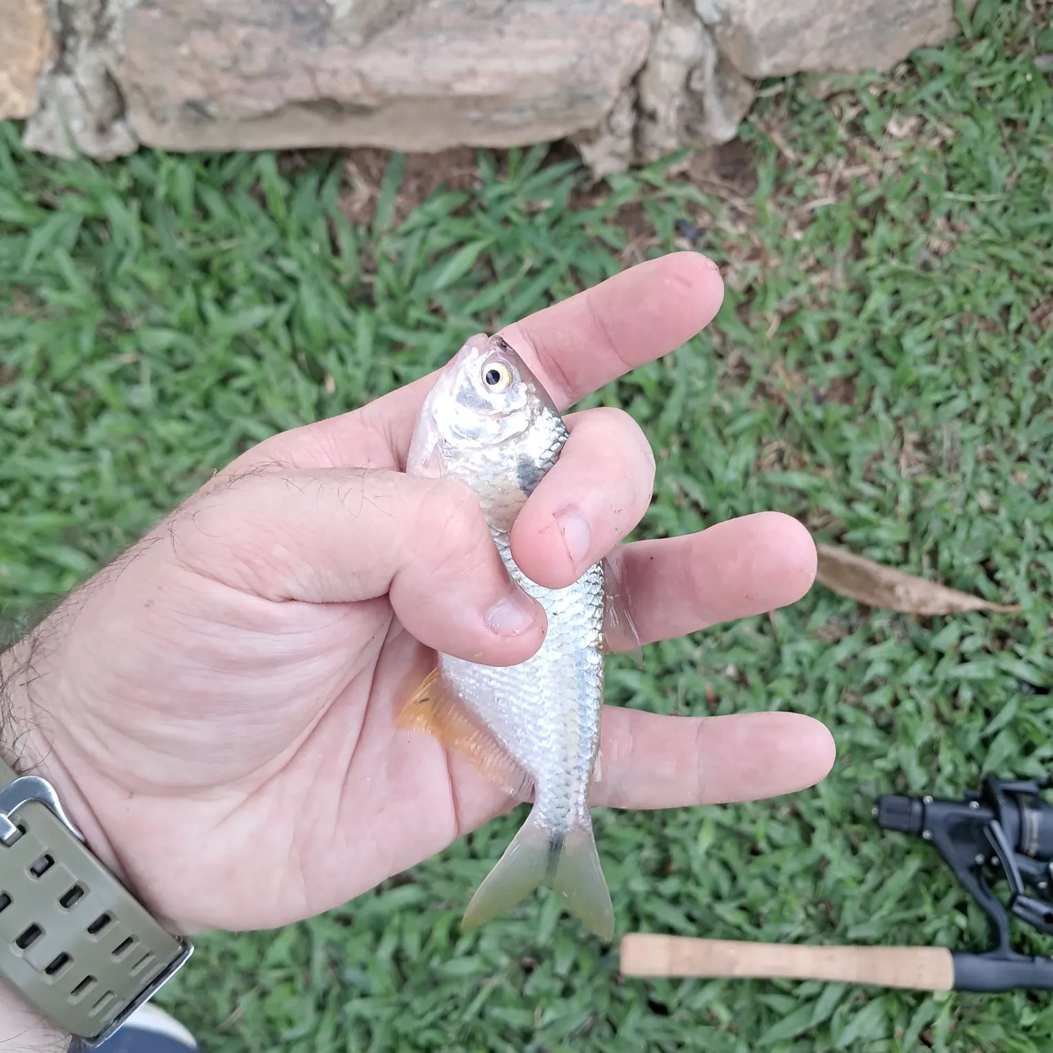 The most recent Twospot astyanax catches on Fishbrain