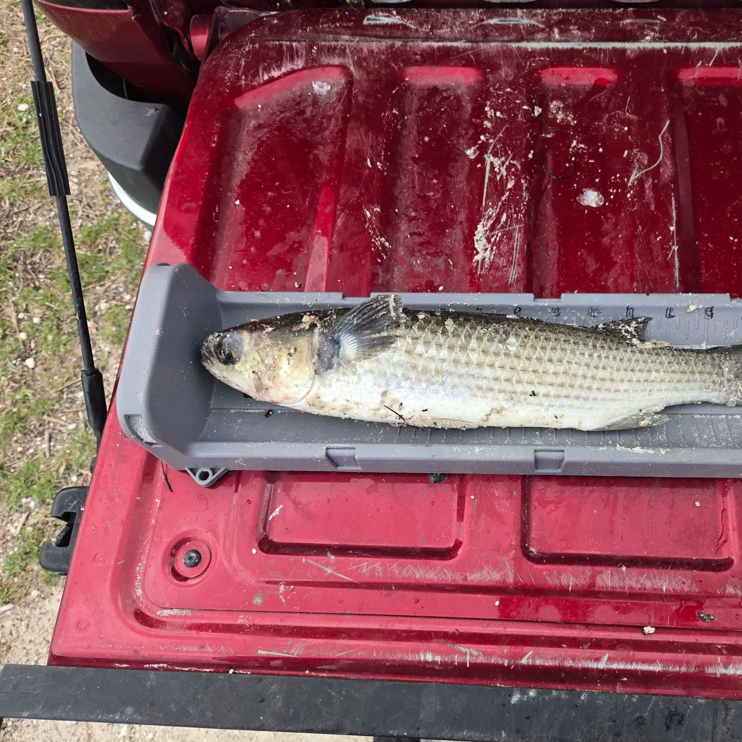 The most recent Striped mullet catches on Fishbrain