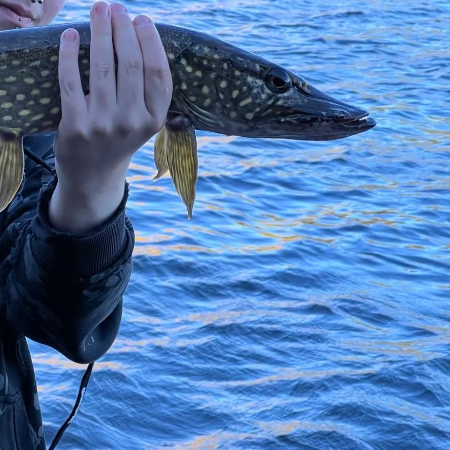 Northern pike caught on Fishbrain