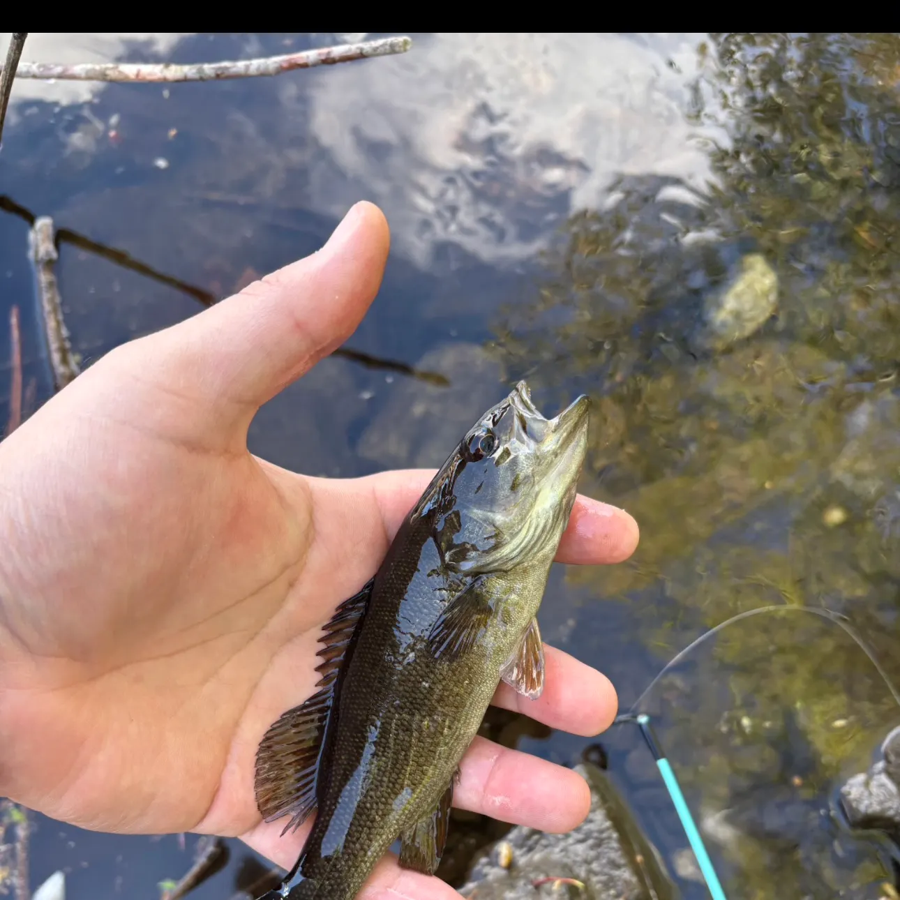 Smallmouth bass caught on Fishbrain