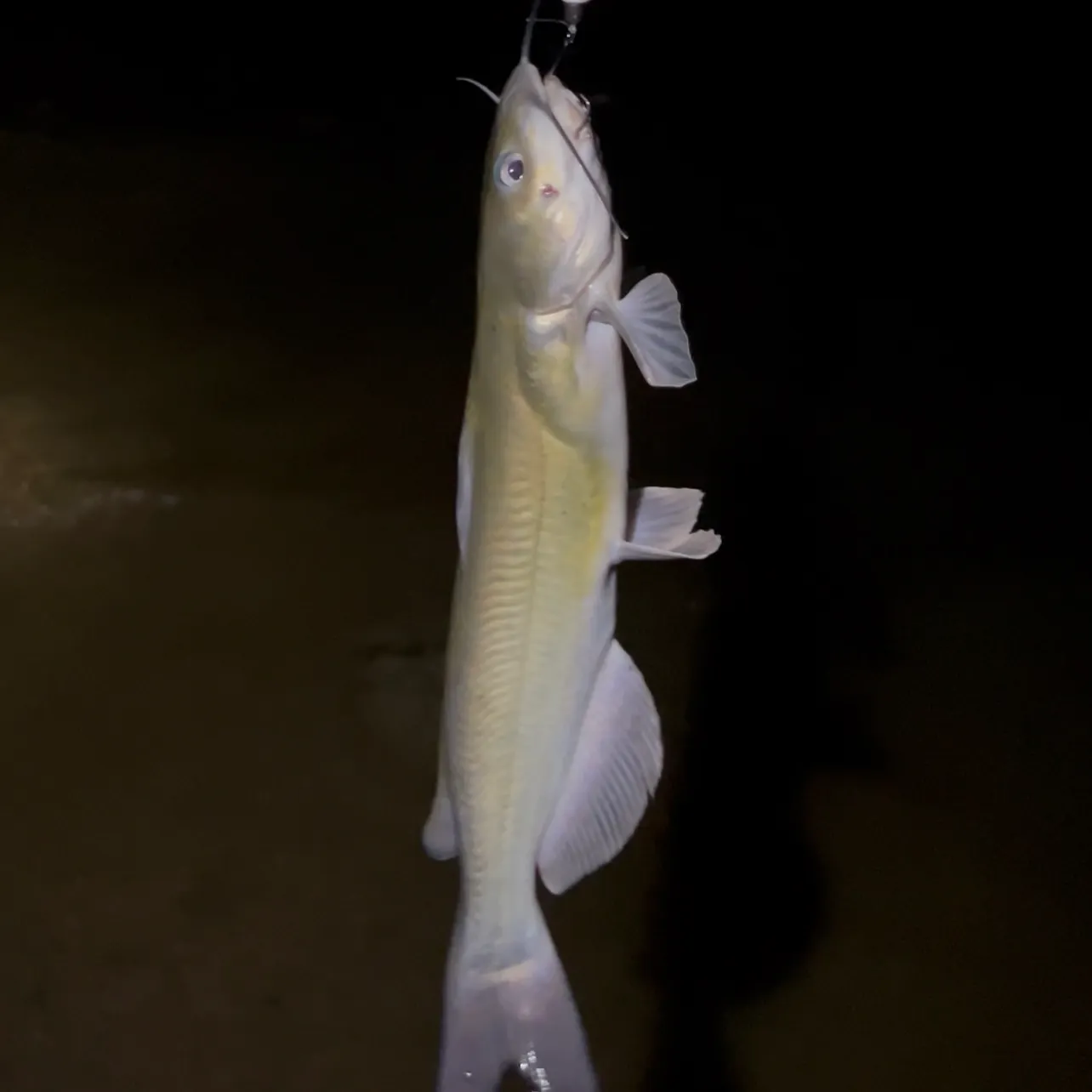 The most recent Channel catfish catches on Fishbrain