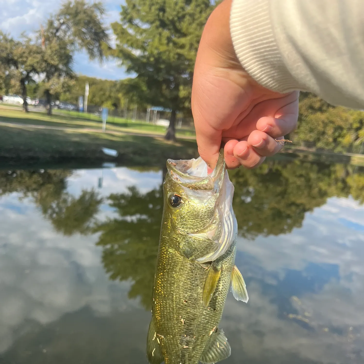 The most recent Largemouth bass catches on Fishbrain