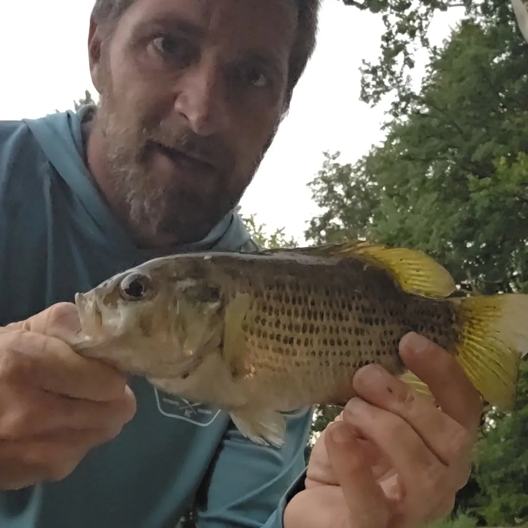 Rock bass caught on Fishbrain