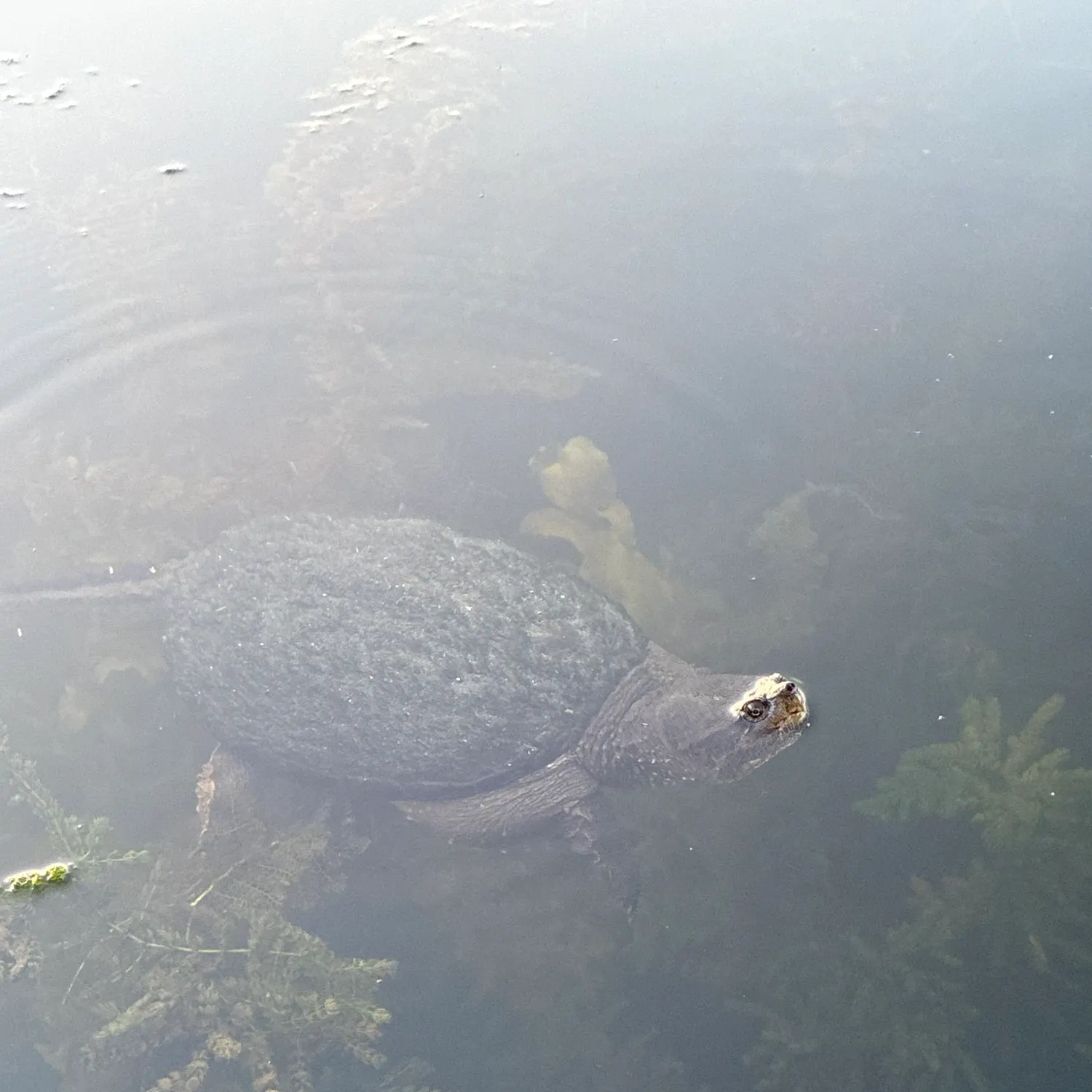 Fish caught on Fishbrain