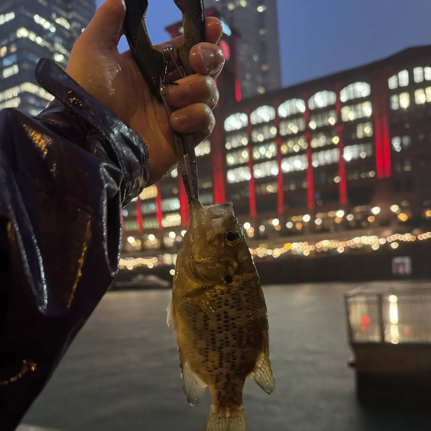 Rock bass caught on Fishbrain