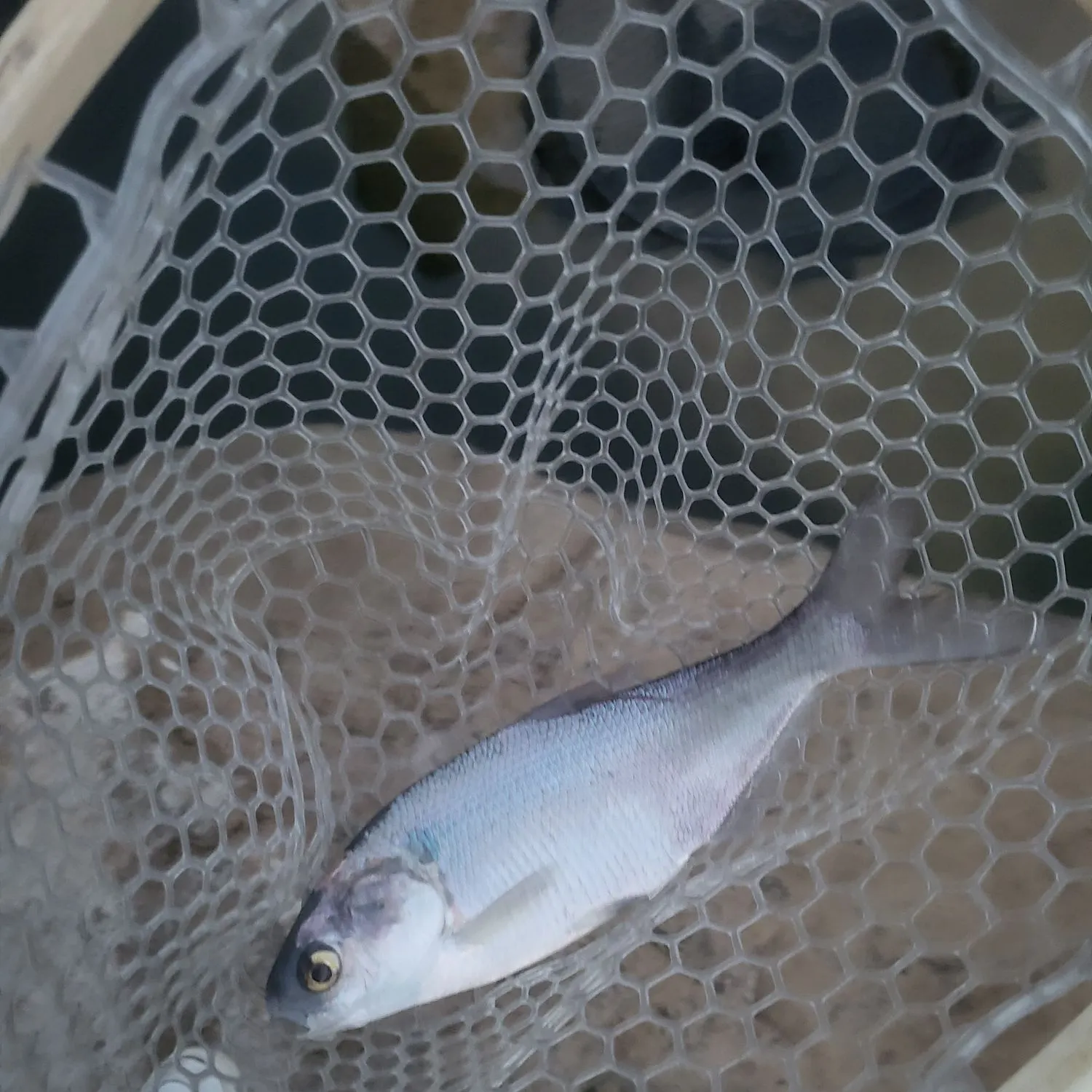 American gizzard shad caught on Fishbrain