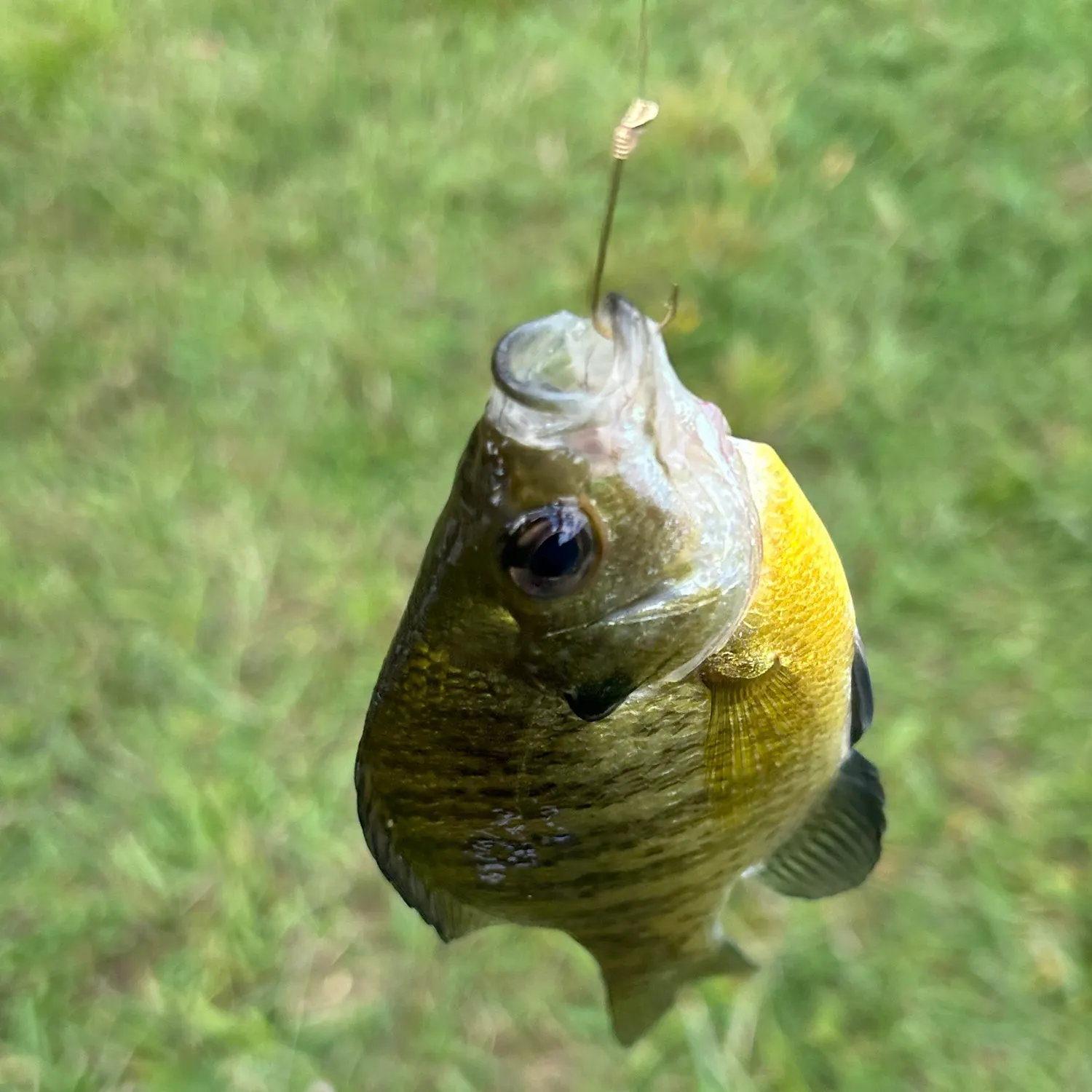 Bluegill caught on Fishbrain
