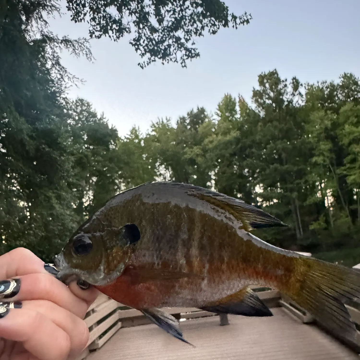 Bluegill caught on Fishbrain