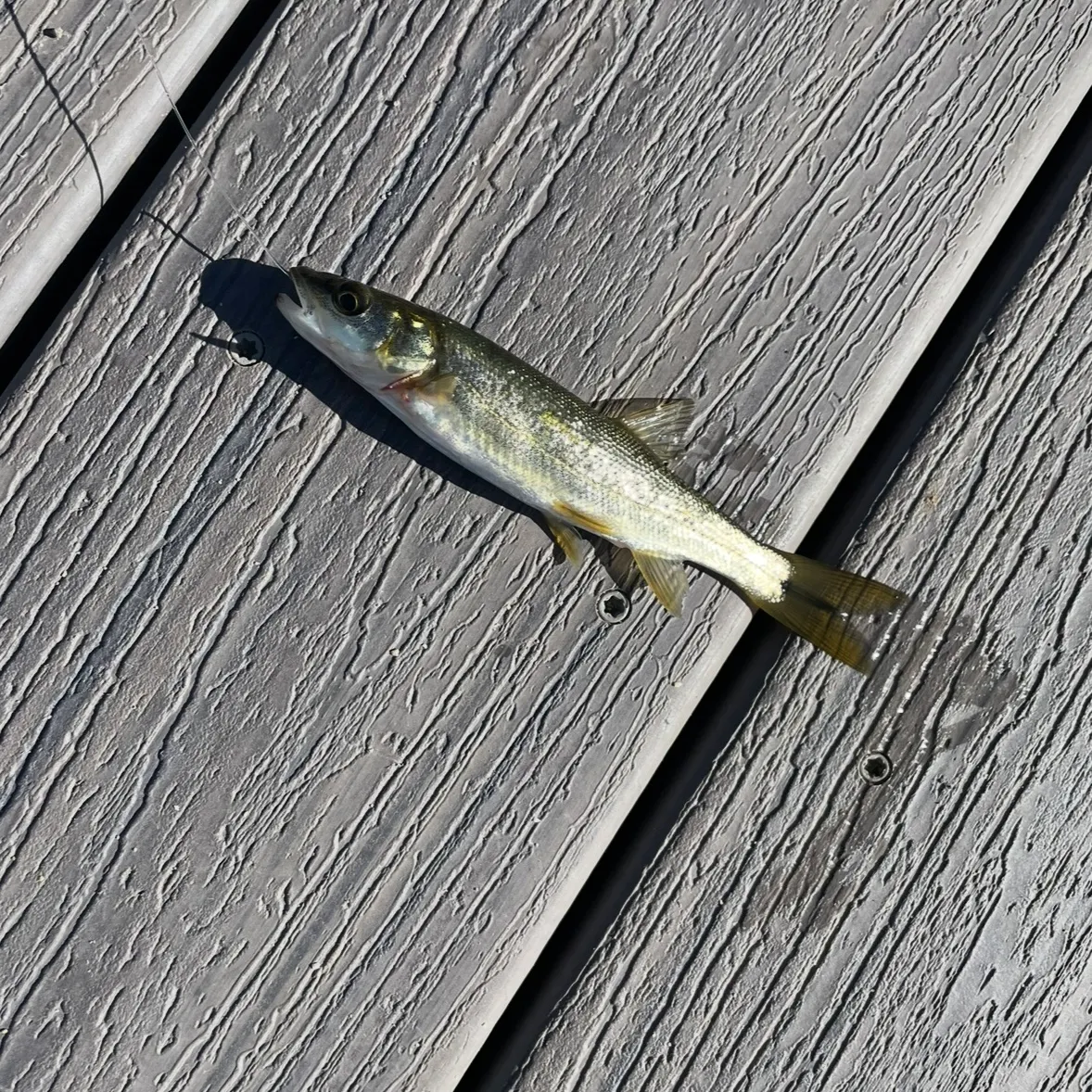 The most recent Northern pikeminnow catches on Fishbrain