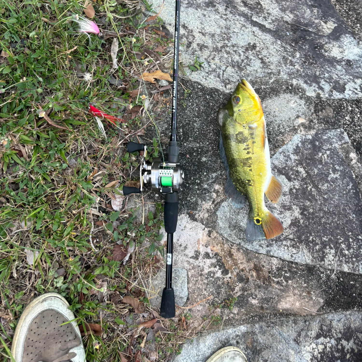 The most recent Butterfly peacock bass catches on Fishbrain