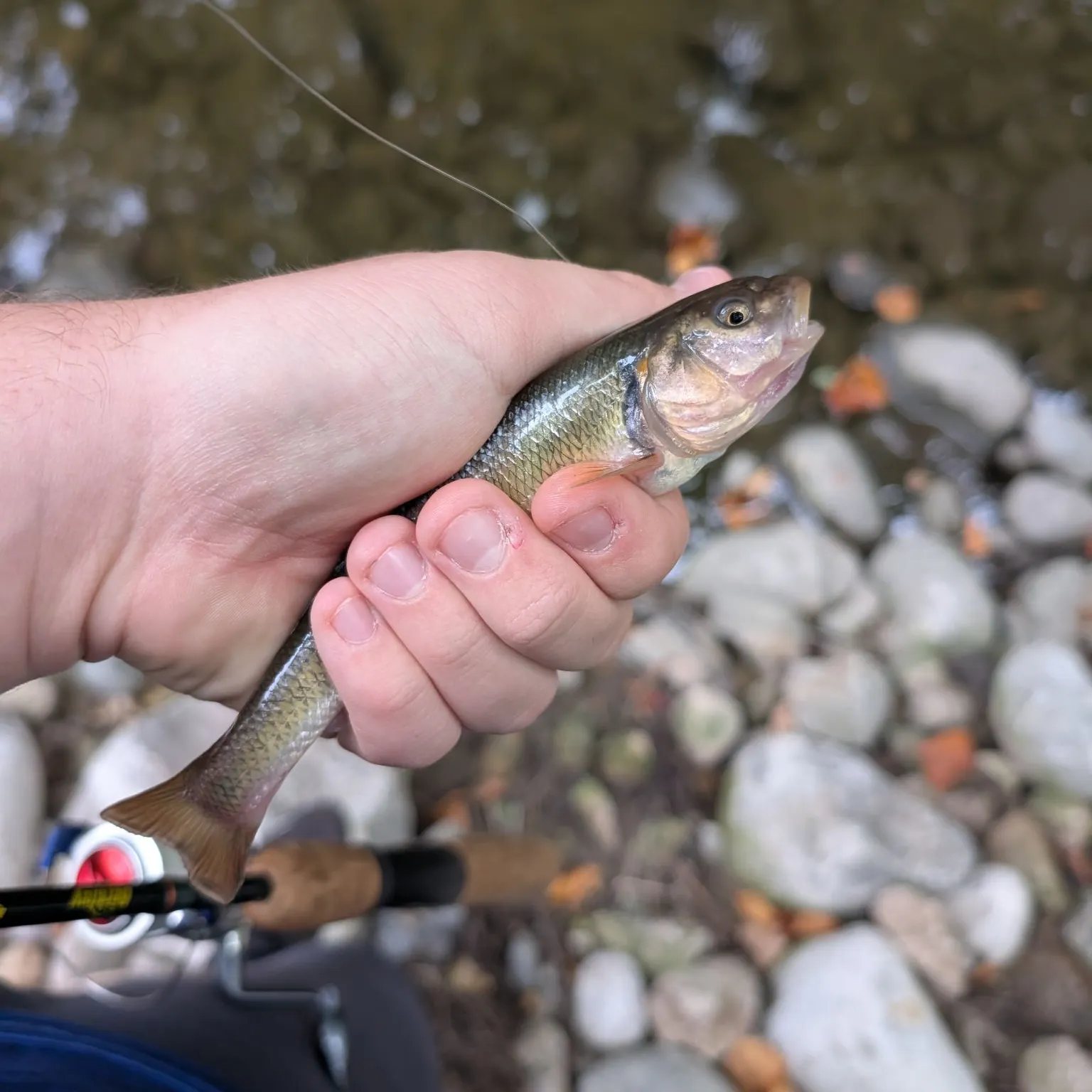Creek chub caught on Fishbrain