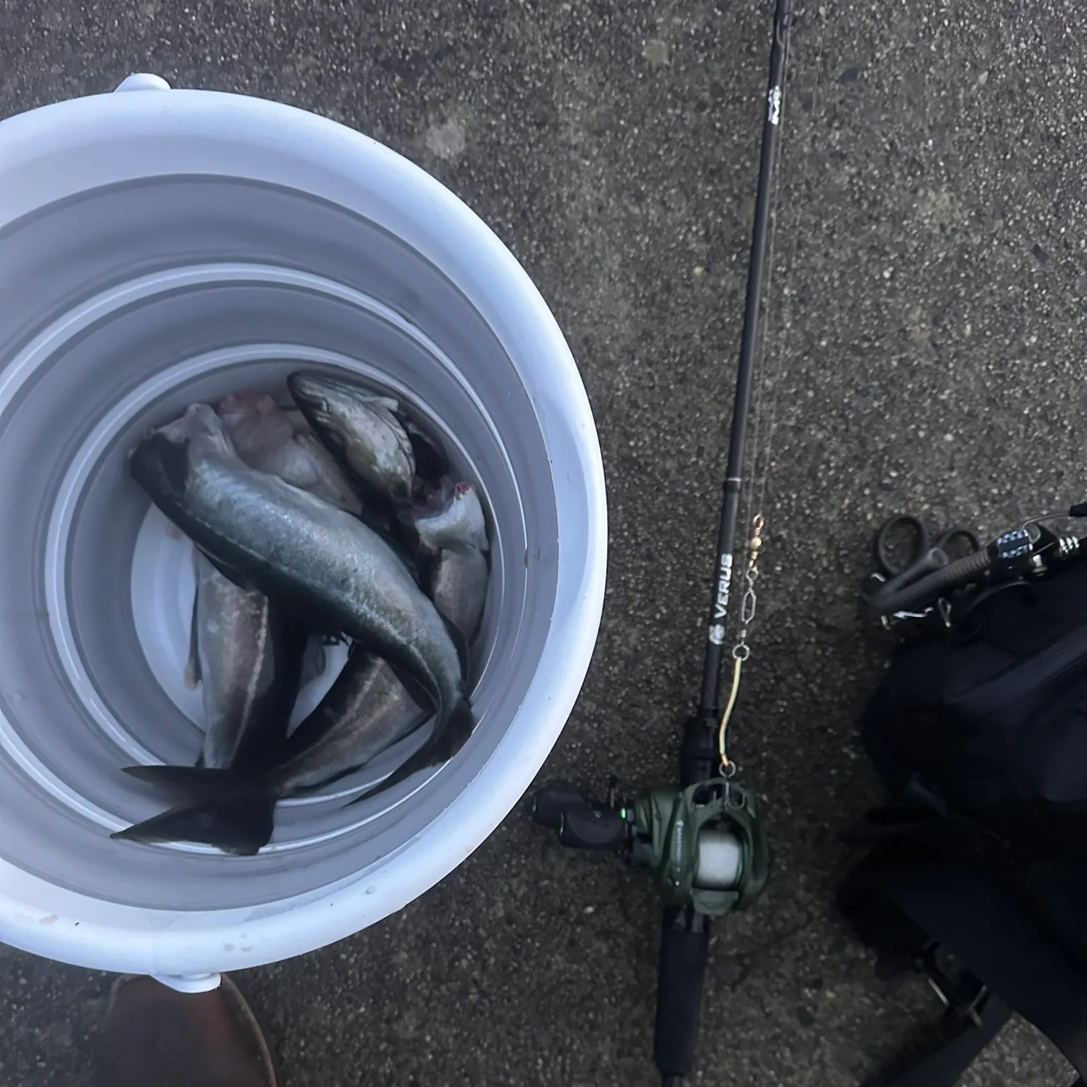 The most recent Atlantic pollock catches on Fishbrain