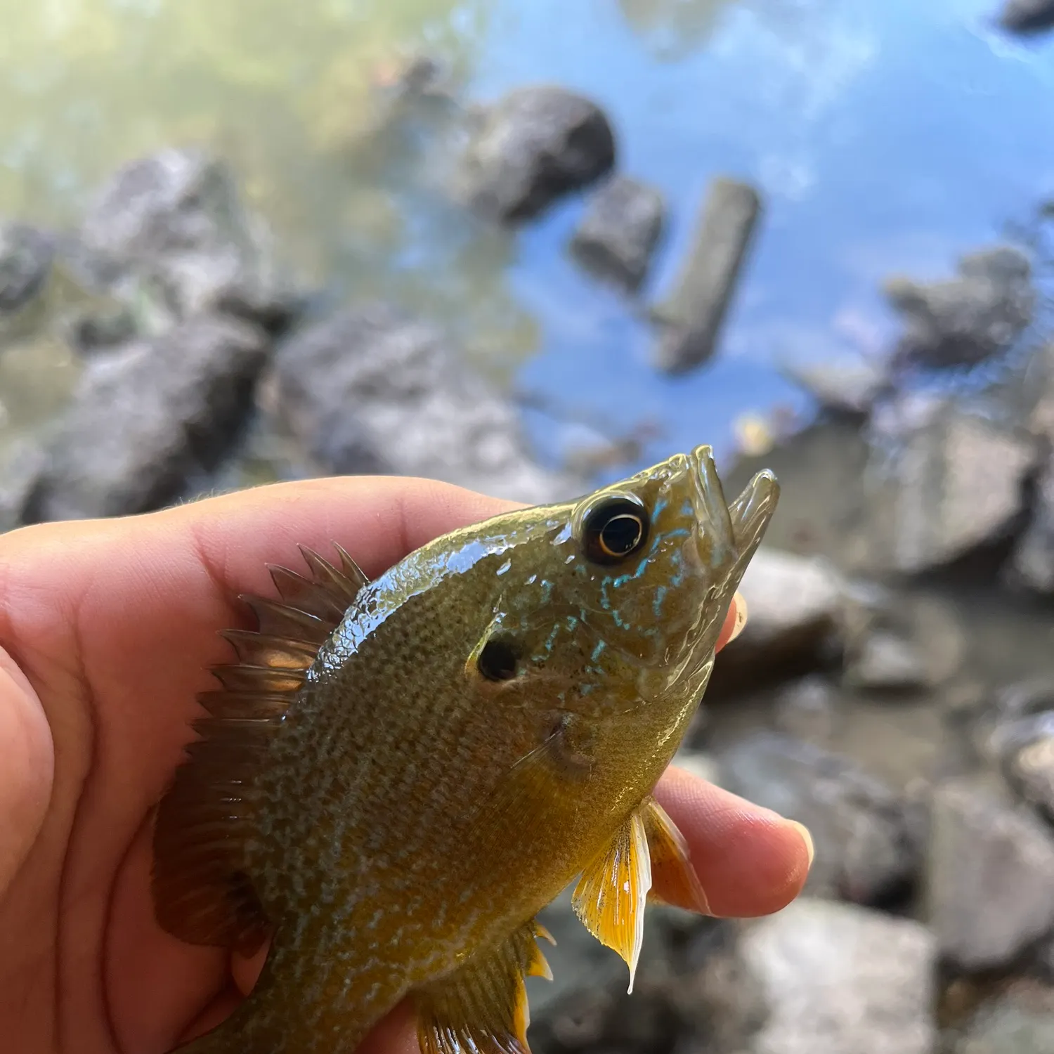 Bluegill caught on Fishbrain
