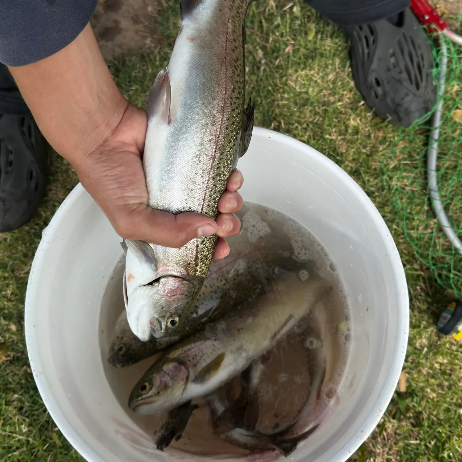 Rainbow trout caught on Fishbrain