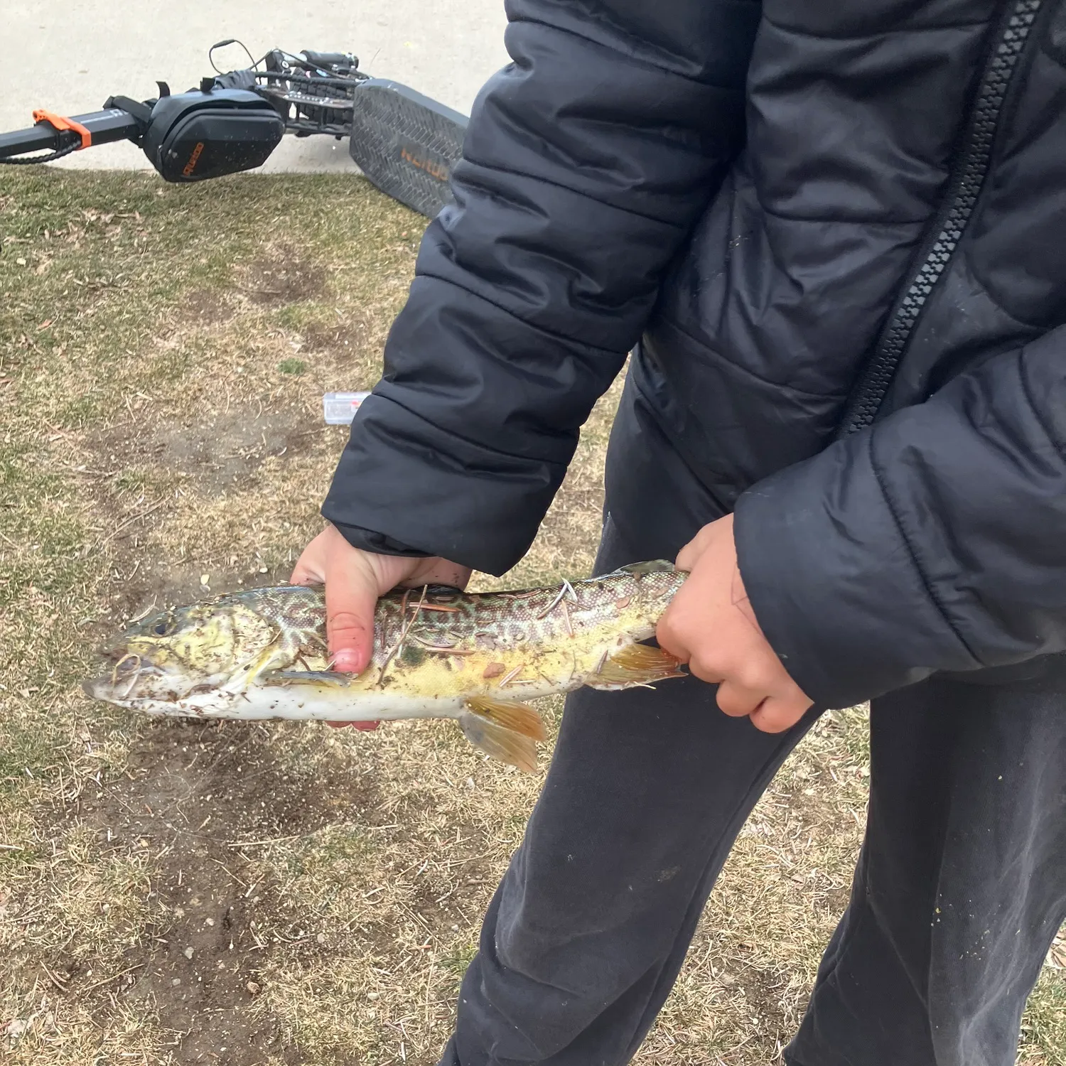 The most recent Tiger trout catches on Fishbrain