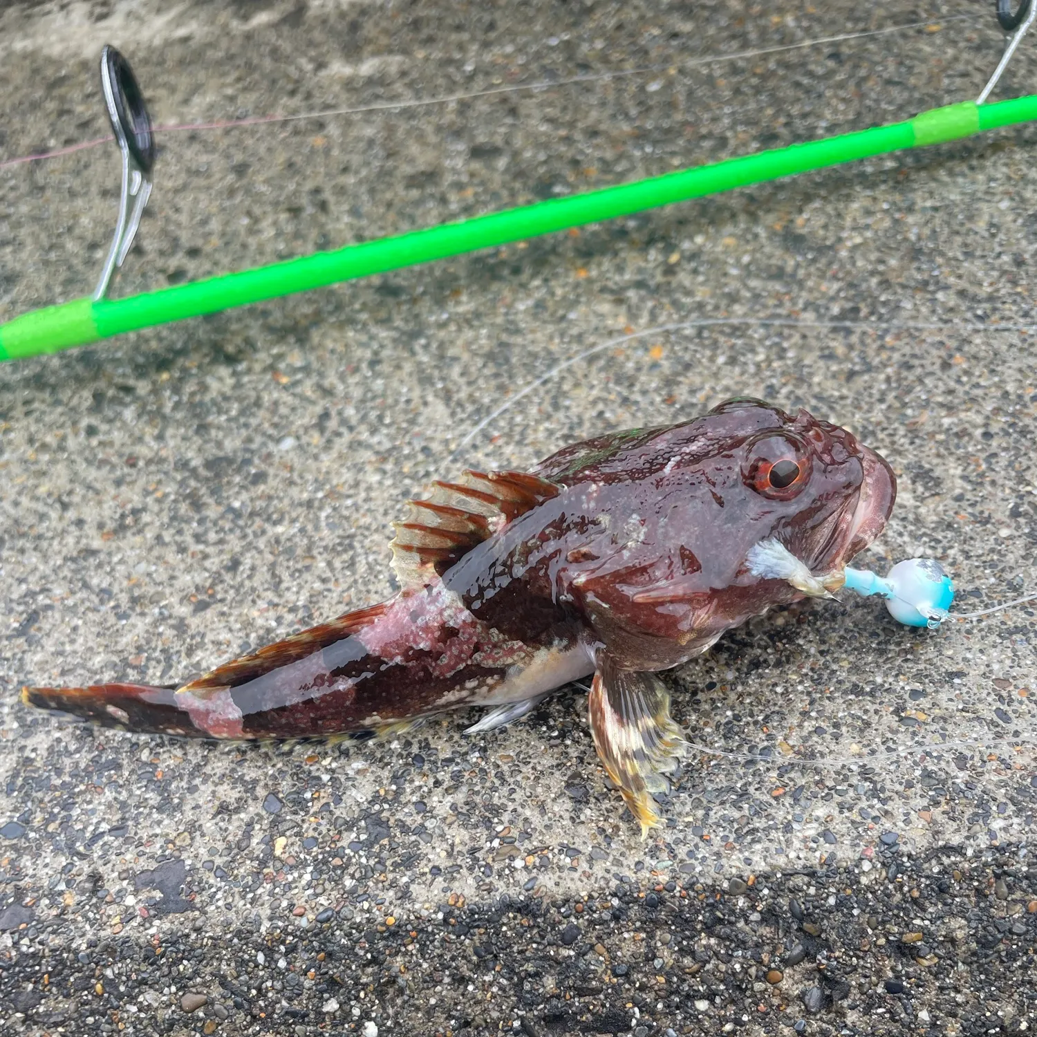 The most recent Steller's sculpin catches on Fishbrain