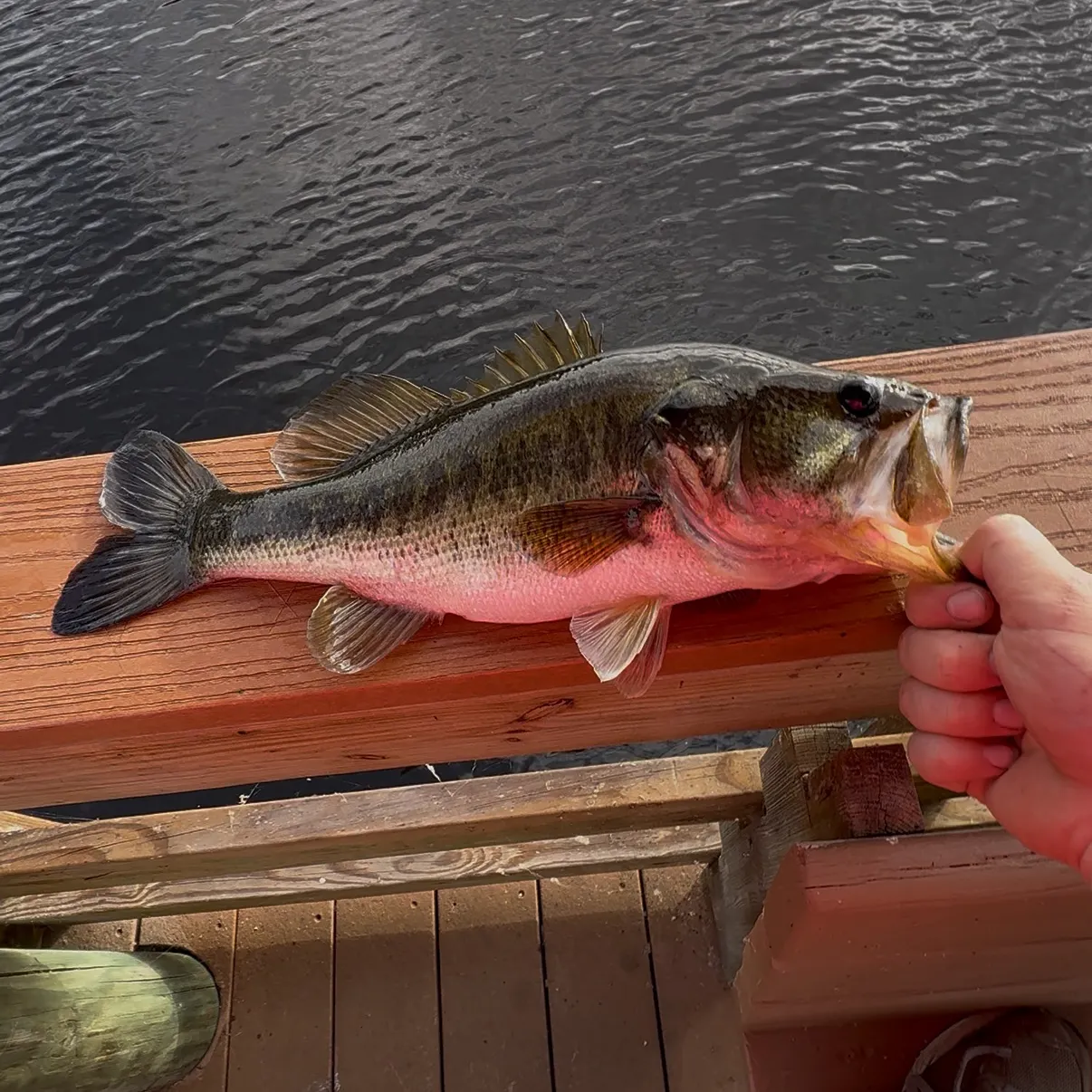 The most recent Florida bass catches on Fishbrain