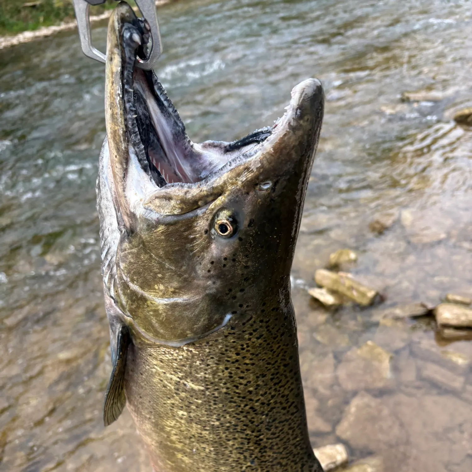 Chinook salmon caught on Fishbrain