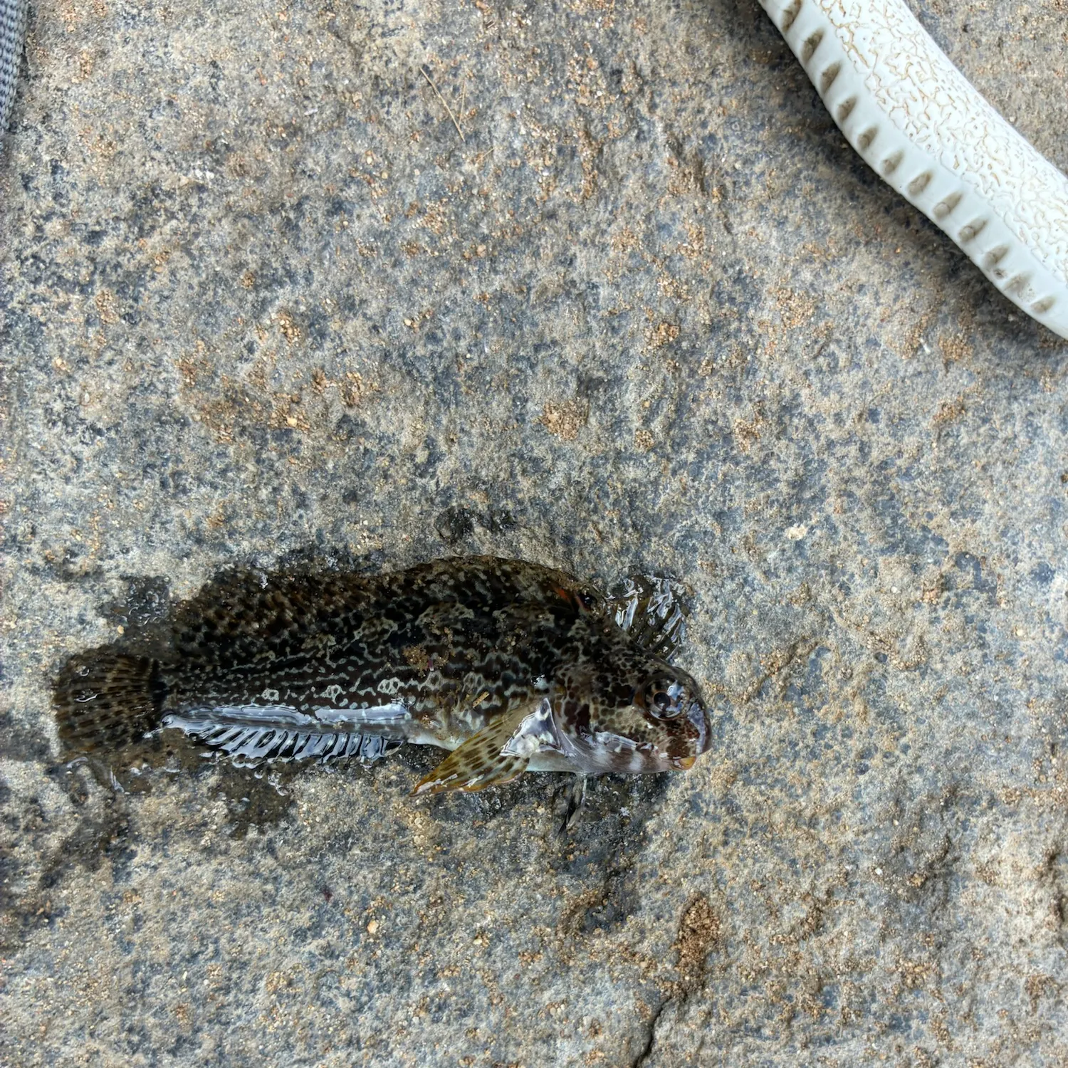 The most recent Largemouth blenny catches on Fishbrain