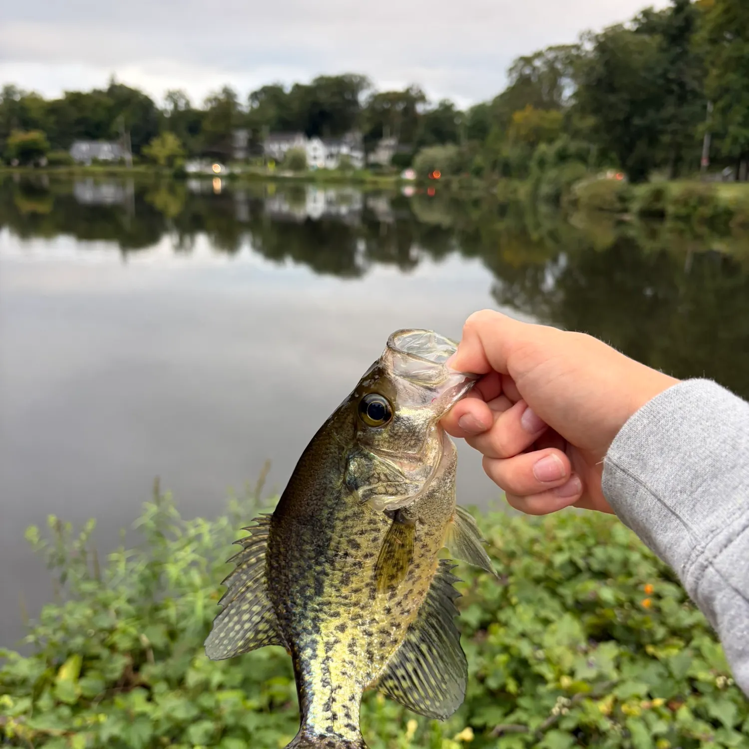 Black crappie caught on Fishbrain
