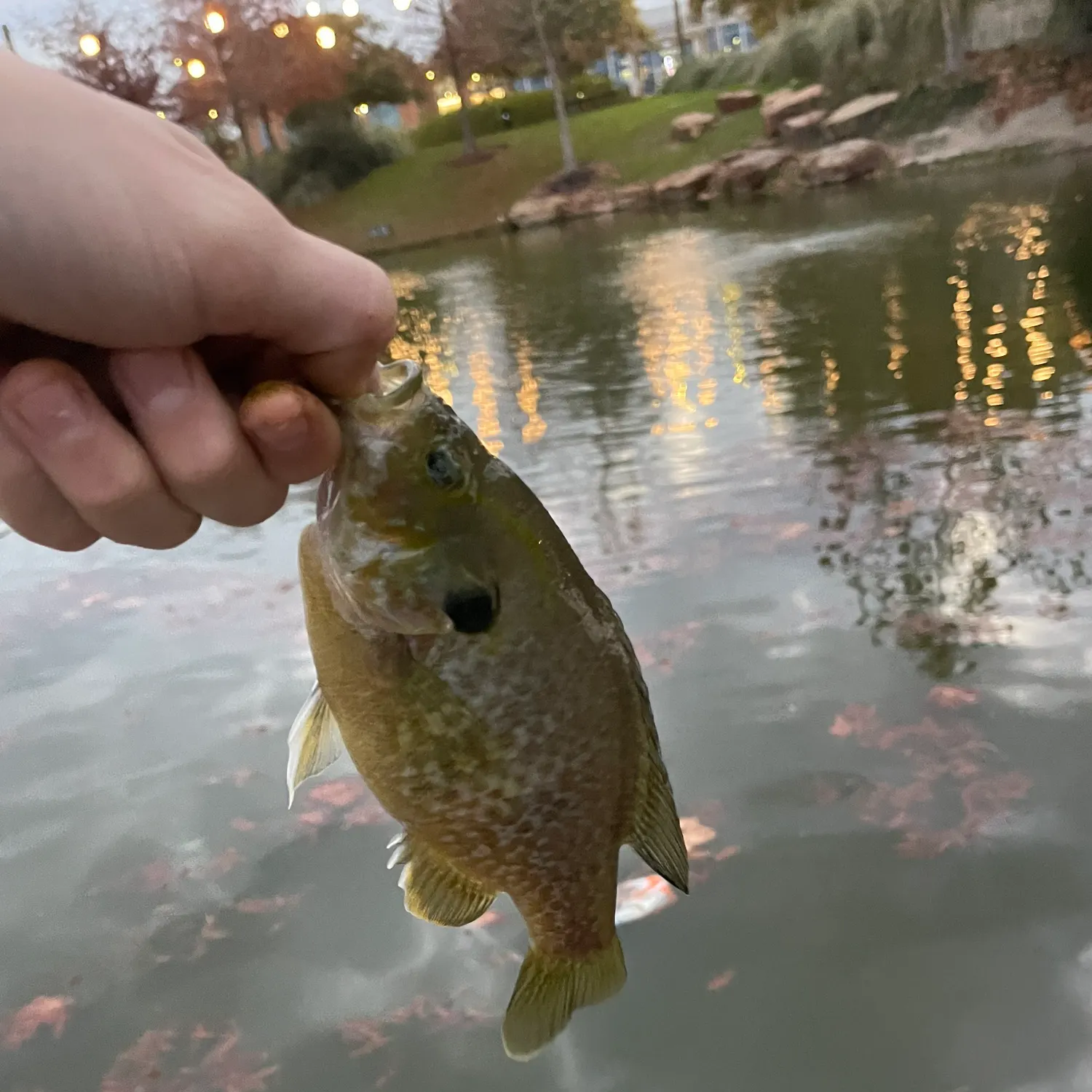 The most recent Greengill hybrid catches on Fishbrain