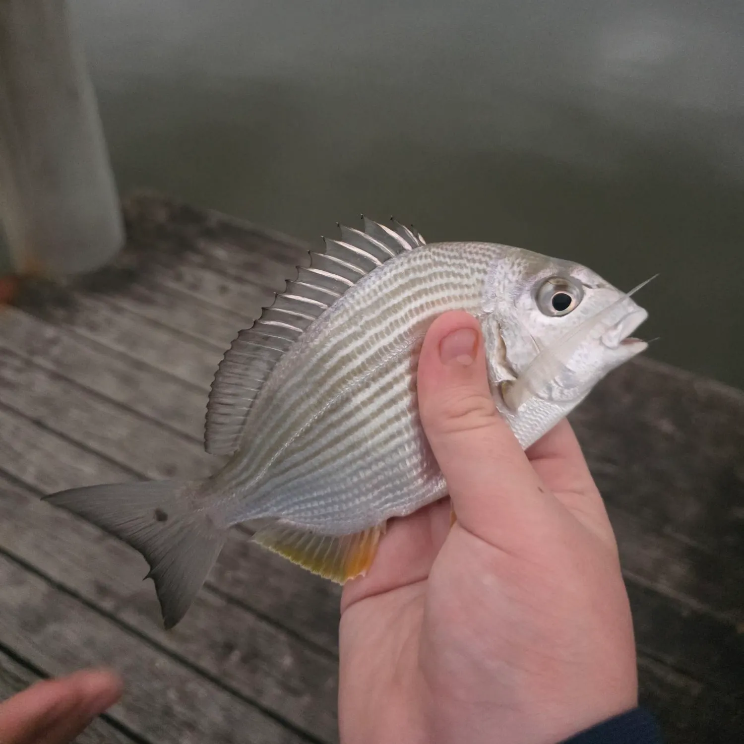 The most recent Goldlined seabream catches on Fishbrain
