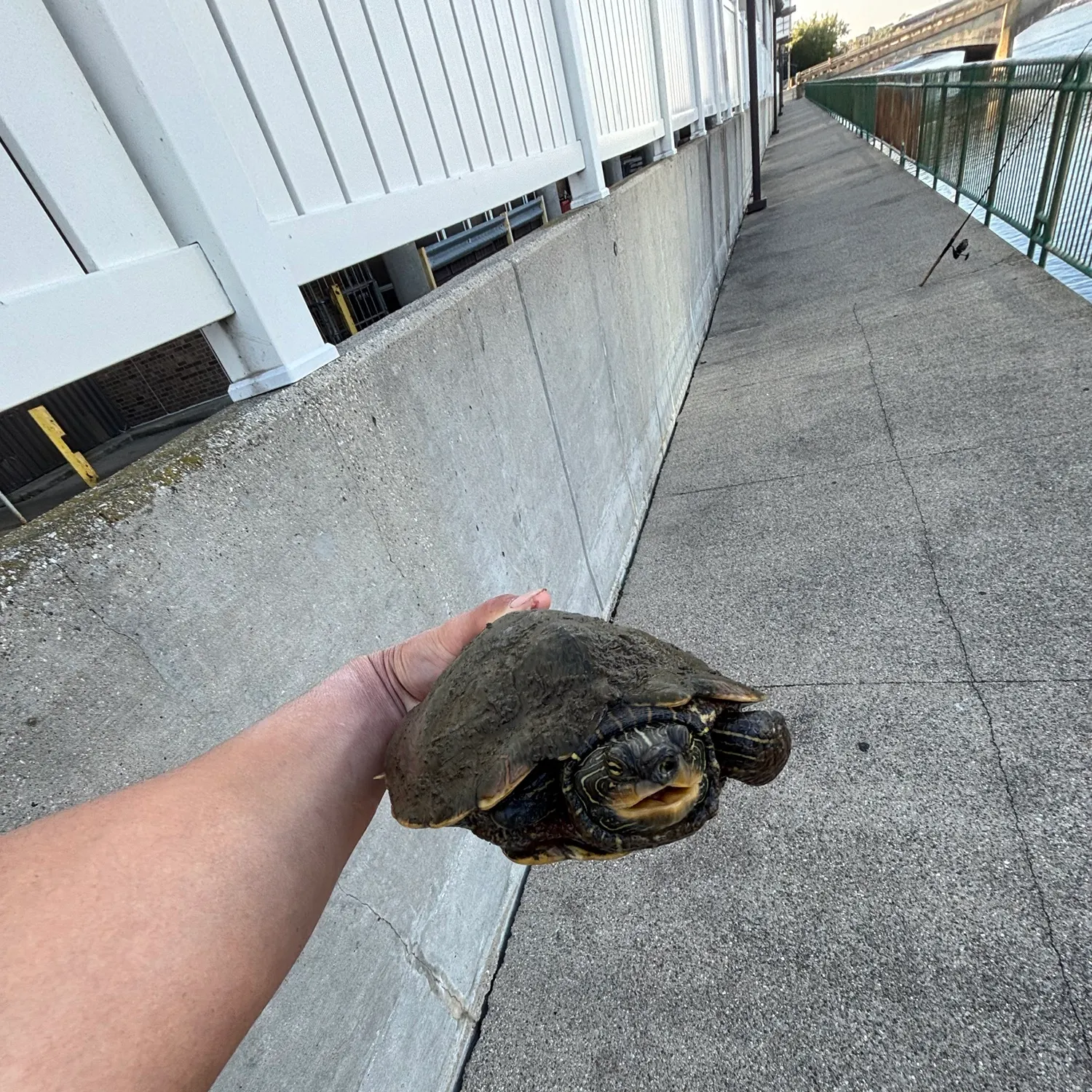 The most recent Northern map turtle catches on Fishbrain